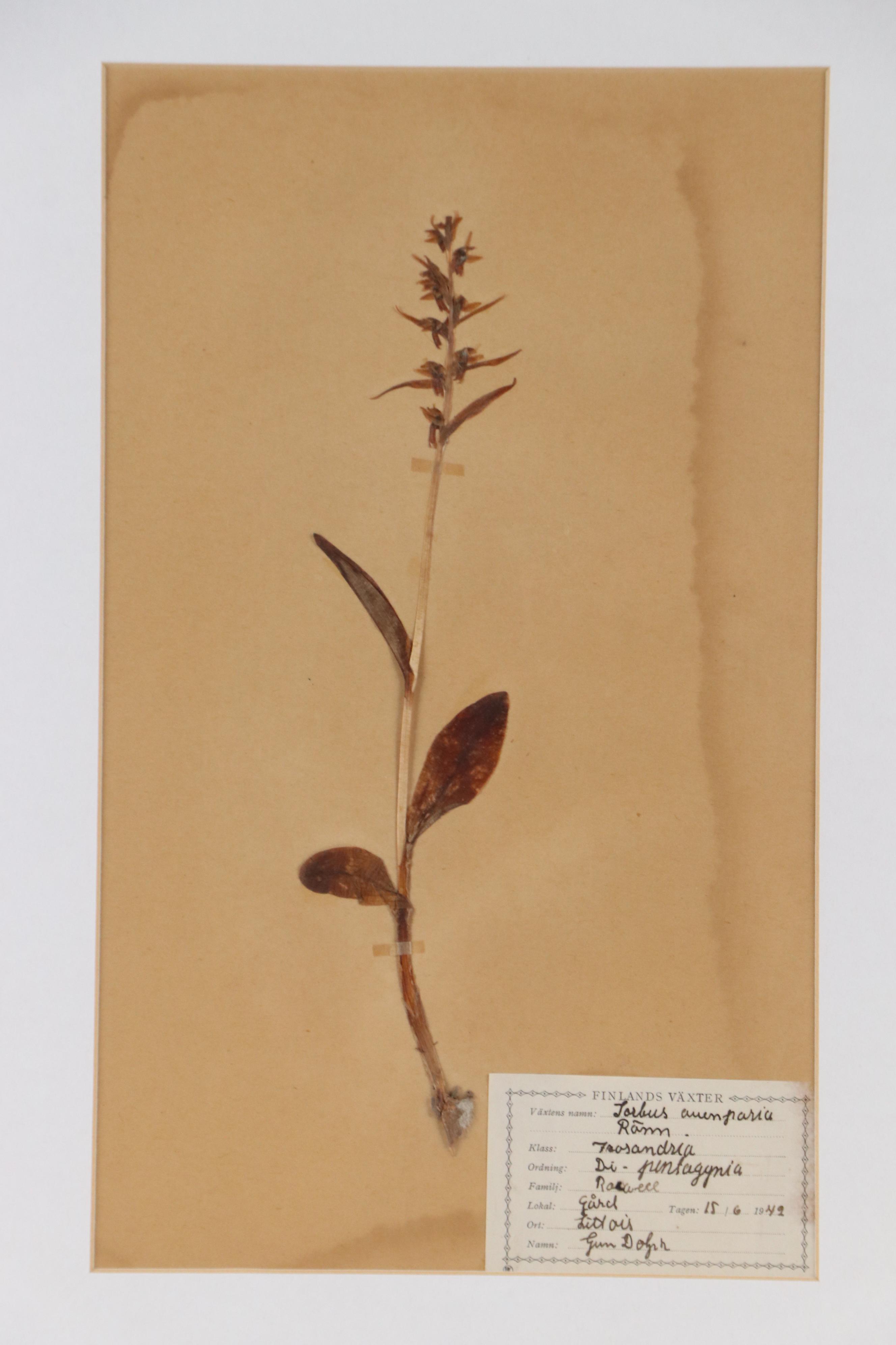 Gun Dolph Botanical Specimen of Finnish Long-Bracted Orchid, 1949