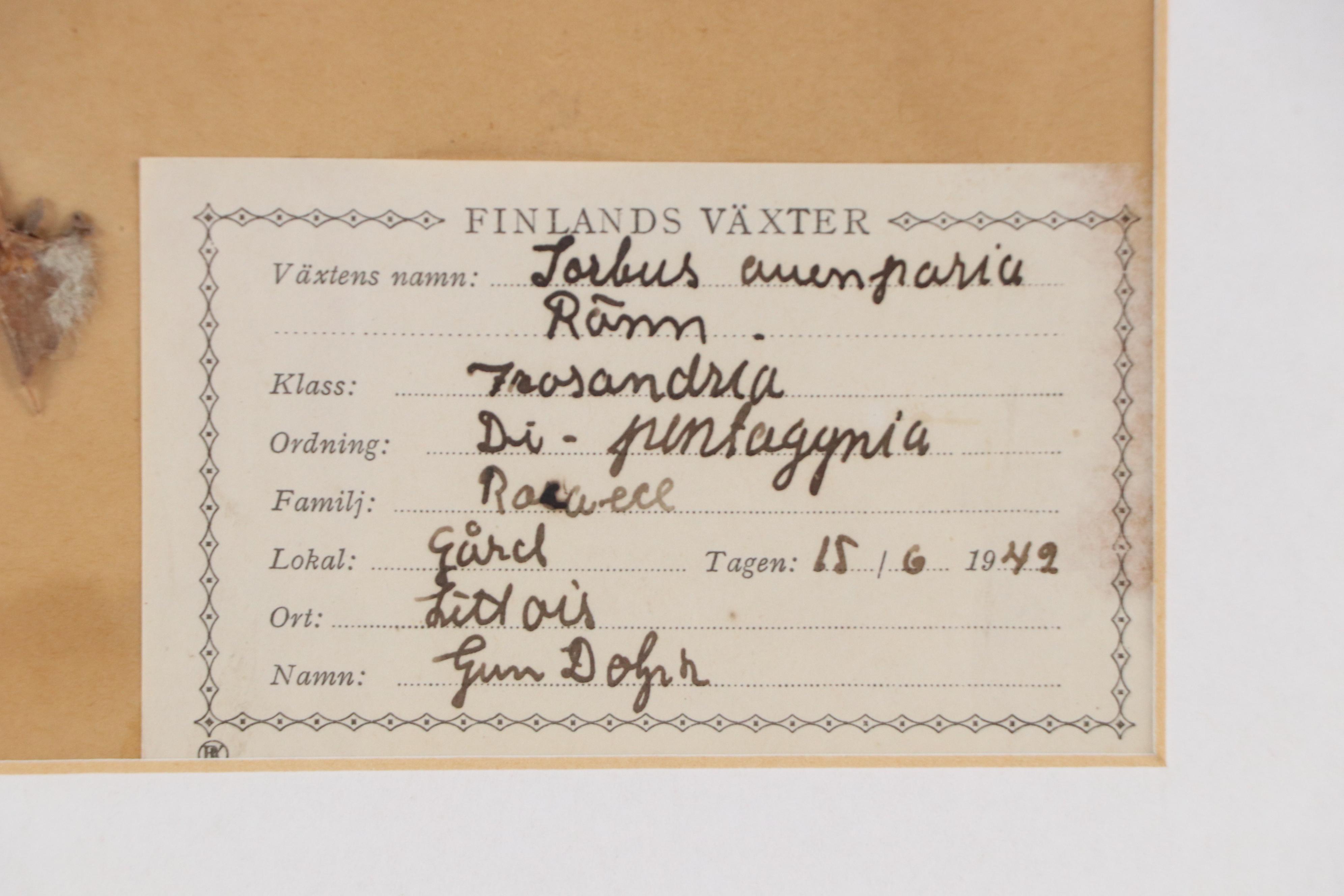 Gun Dolph Botanical Specimen of Finnish Long-Bracted Orchid, 1949