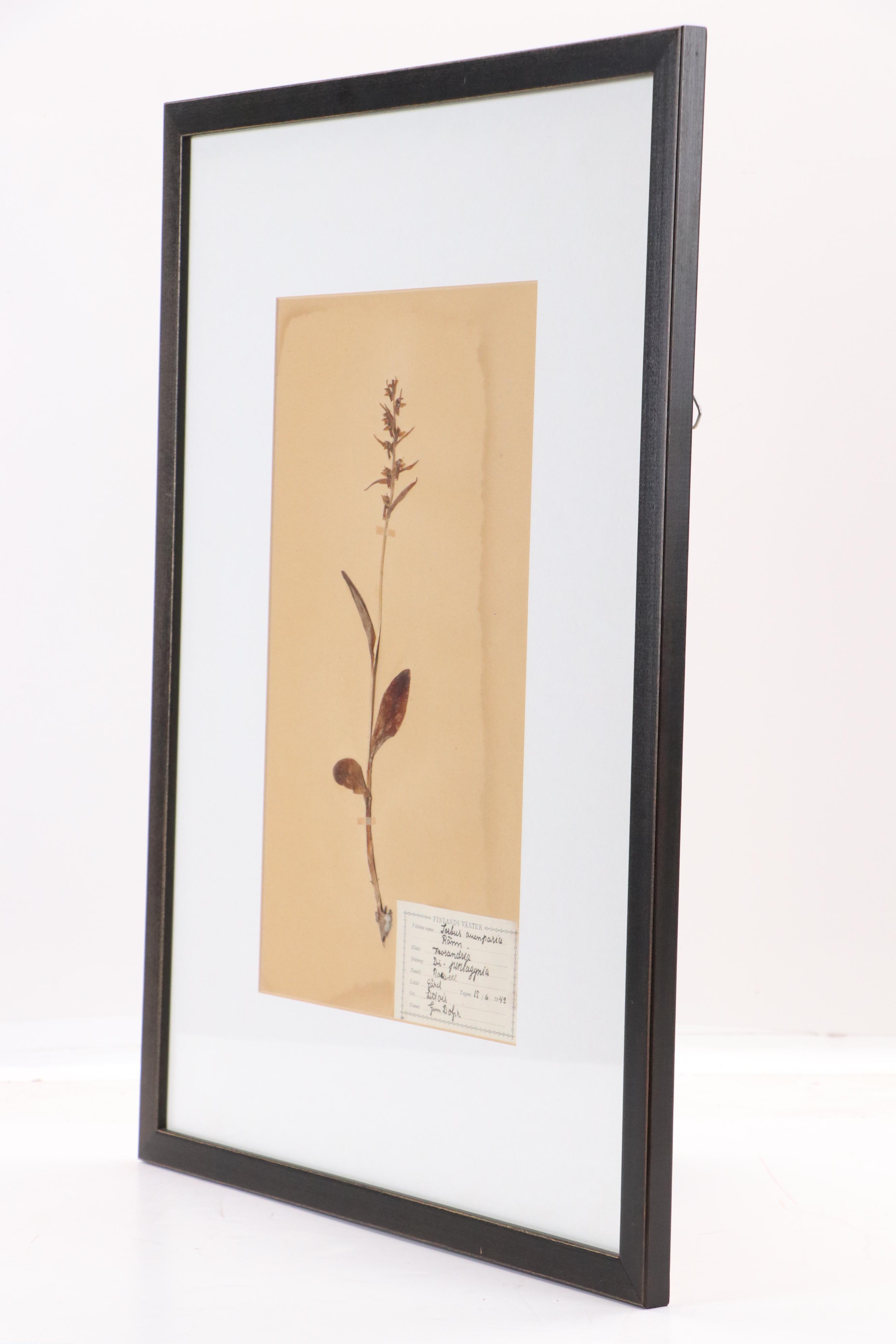 Gun Dolph Botanical Specimen of Finnish Long-Bracted Orchid, 1949