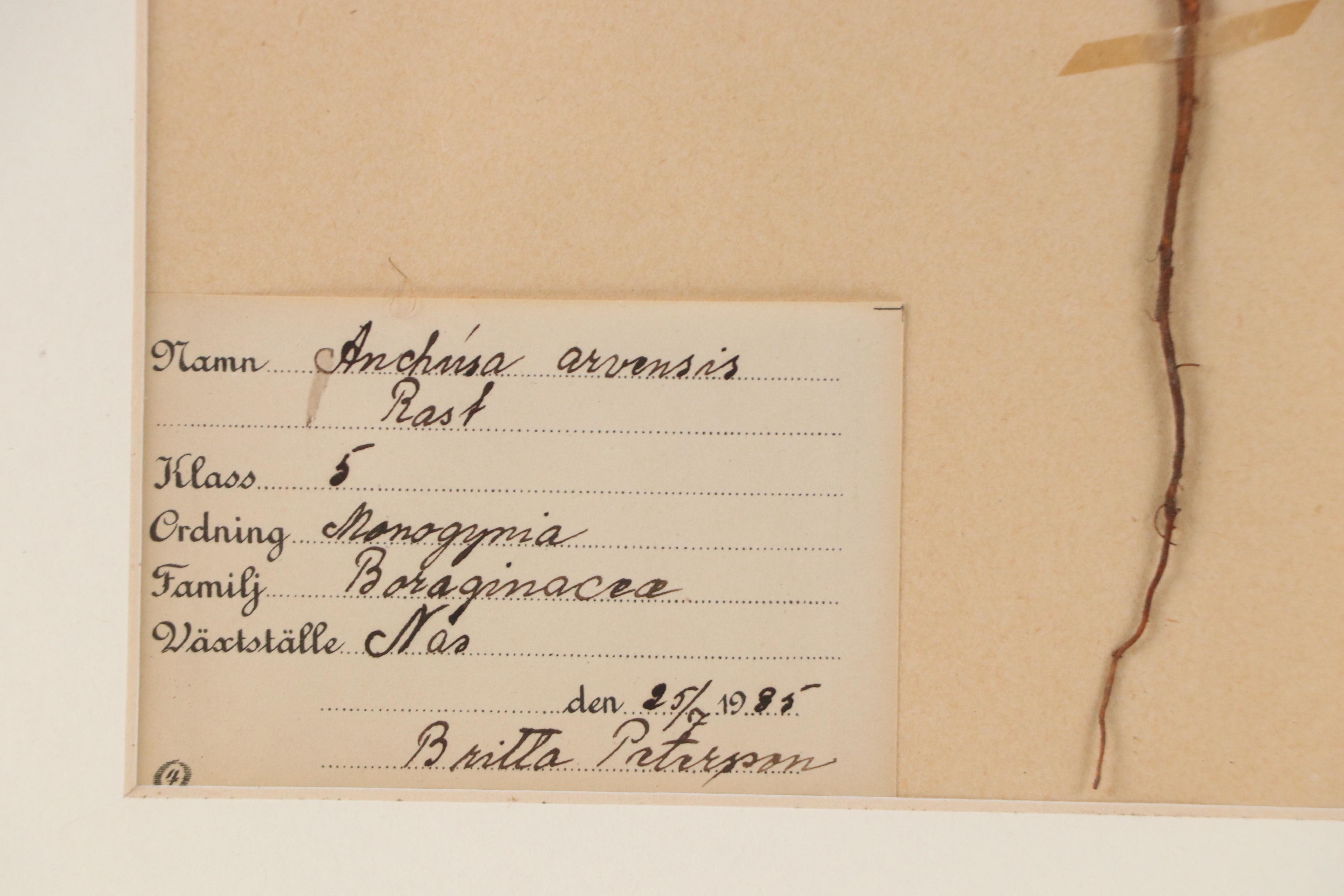 Britta Peterson German Herbarium Specimen of Field Bugloss, 1935