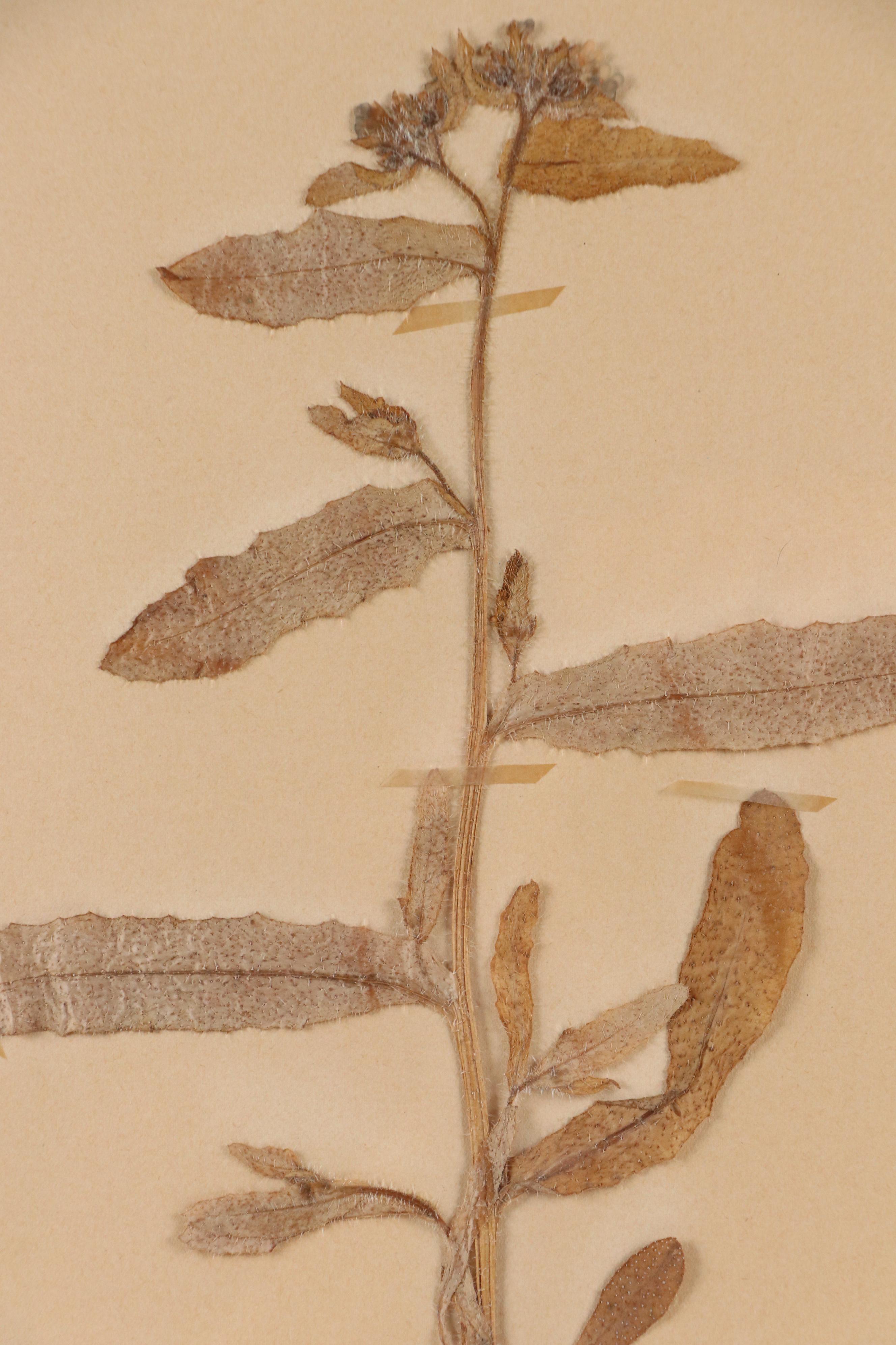 Britta Peterson German Herbarium Specimen of Field Bugloss, 1935