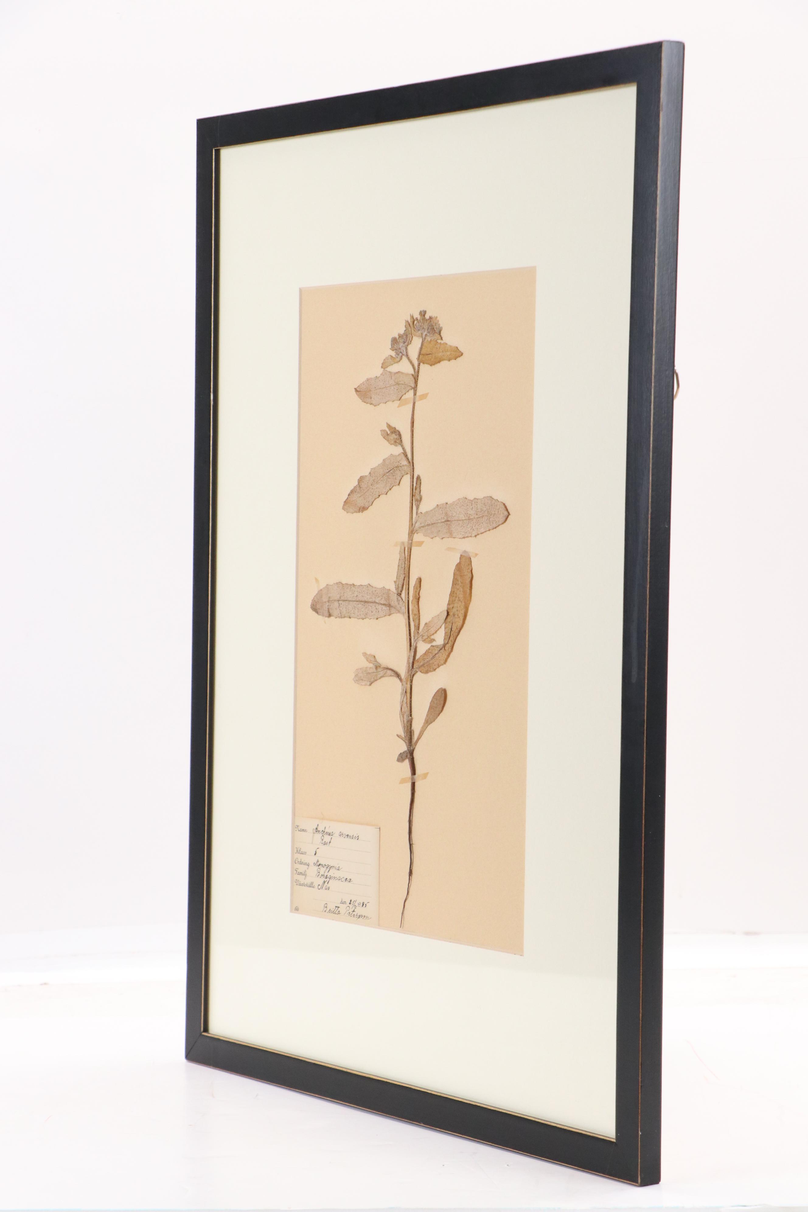 Britta Peterson German Herbarium Specimen of Field Bugloss, 1935