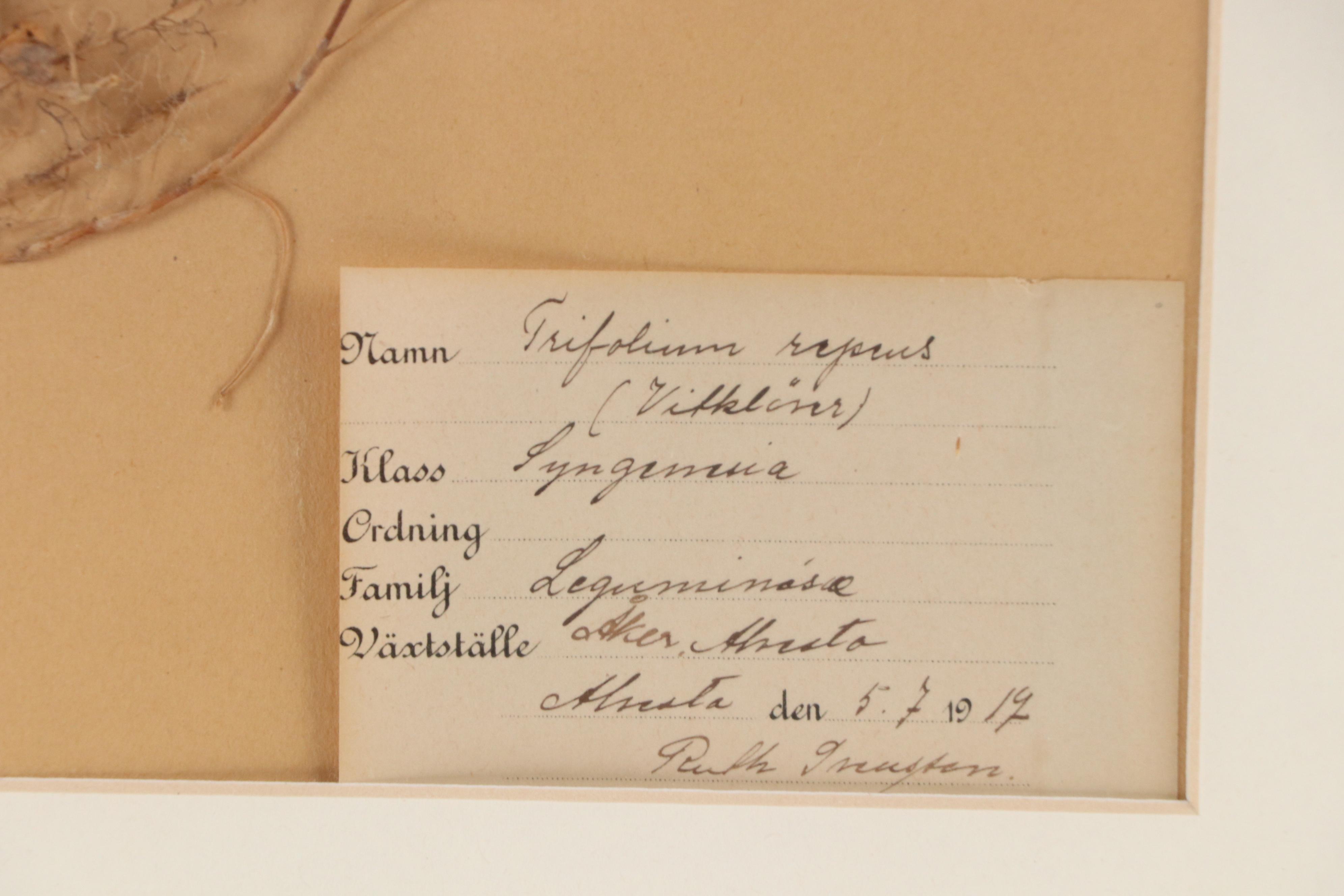 Ruth Inusten German Herbarium Specimen of White Clover, 1917