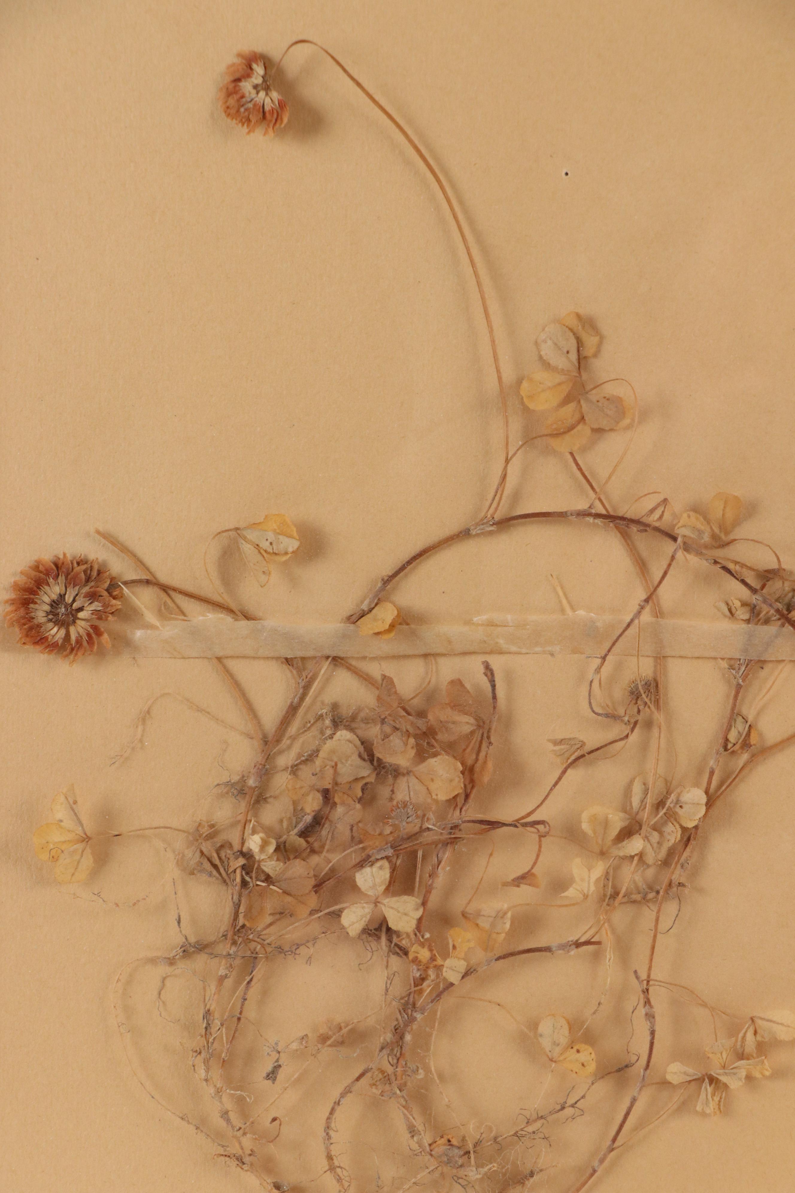 Ruth Inusten German Herbarium Specimen of White Clover, 1917