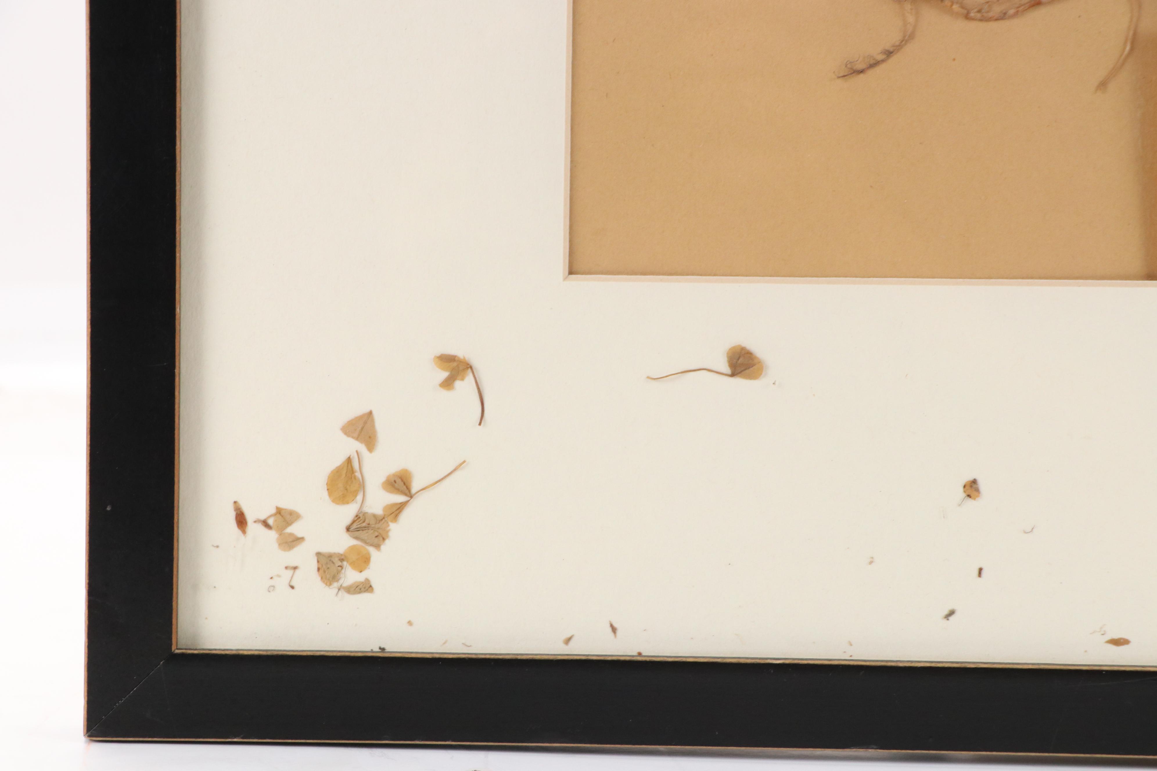 Ruth Inusten German Herbarium Specimen of White Clover, 1917