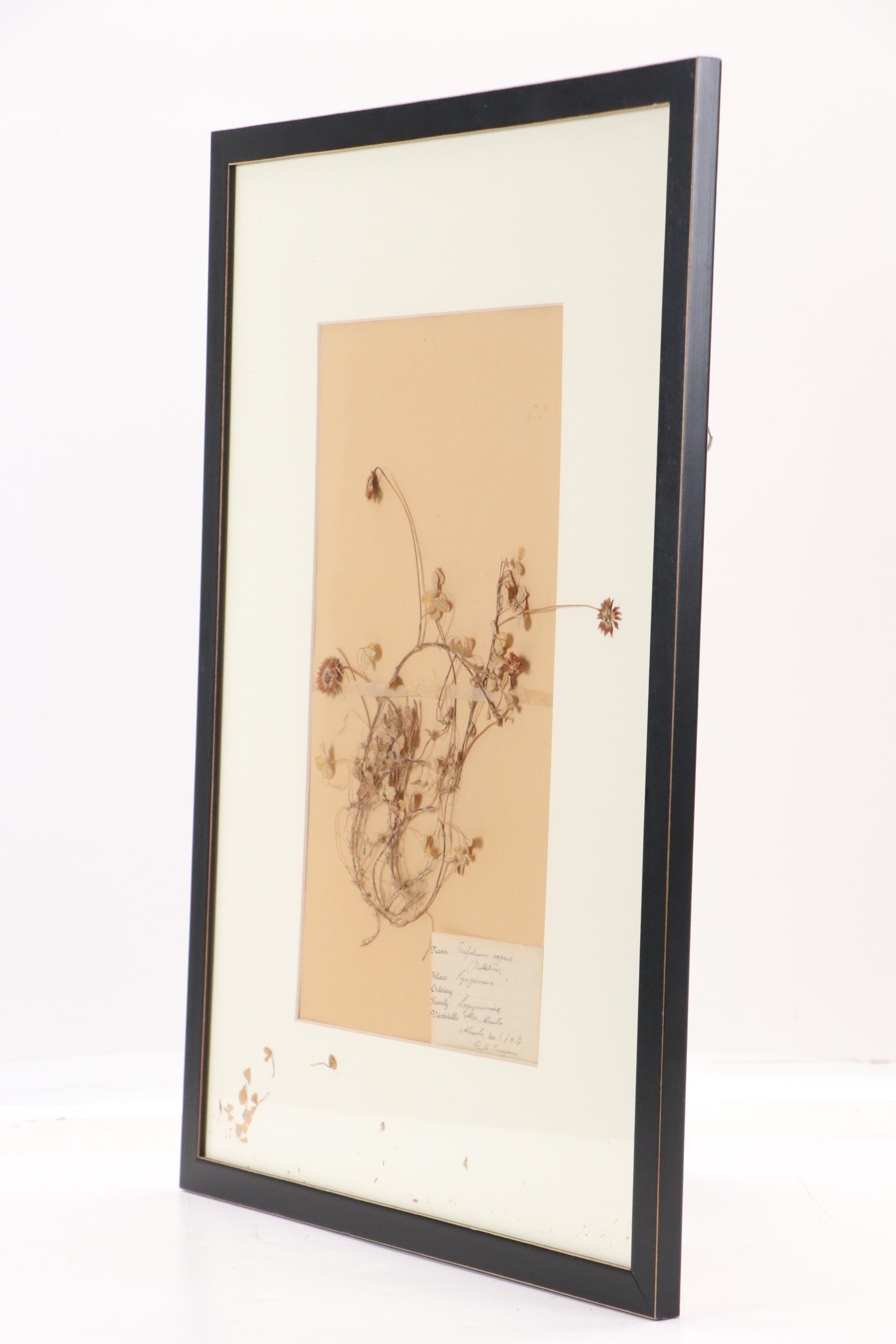 Ruth Inusten German Herbarium Specimen of White Clover, 1917
