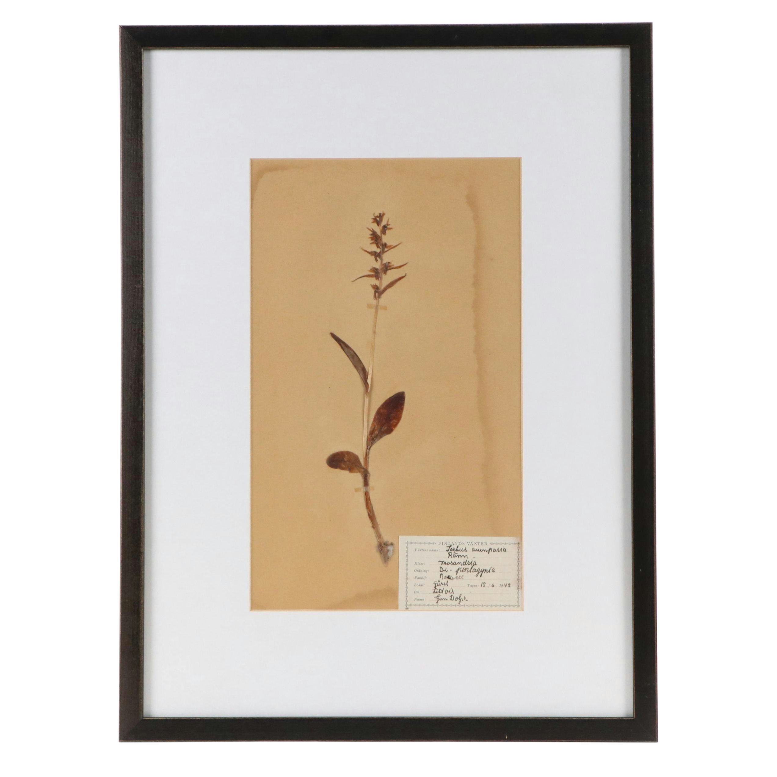 Gun Dolph Botanical Specimen of Finnish Long-Bracted Orchid, 1949