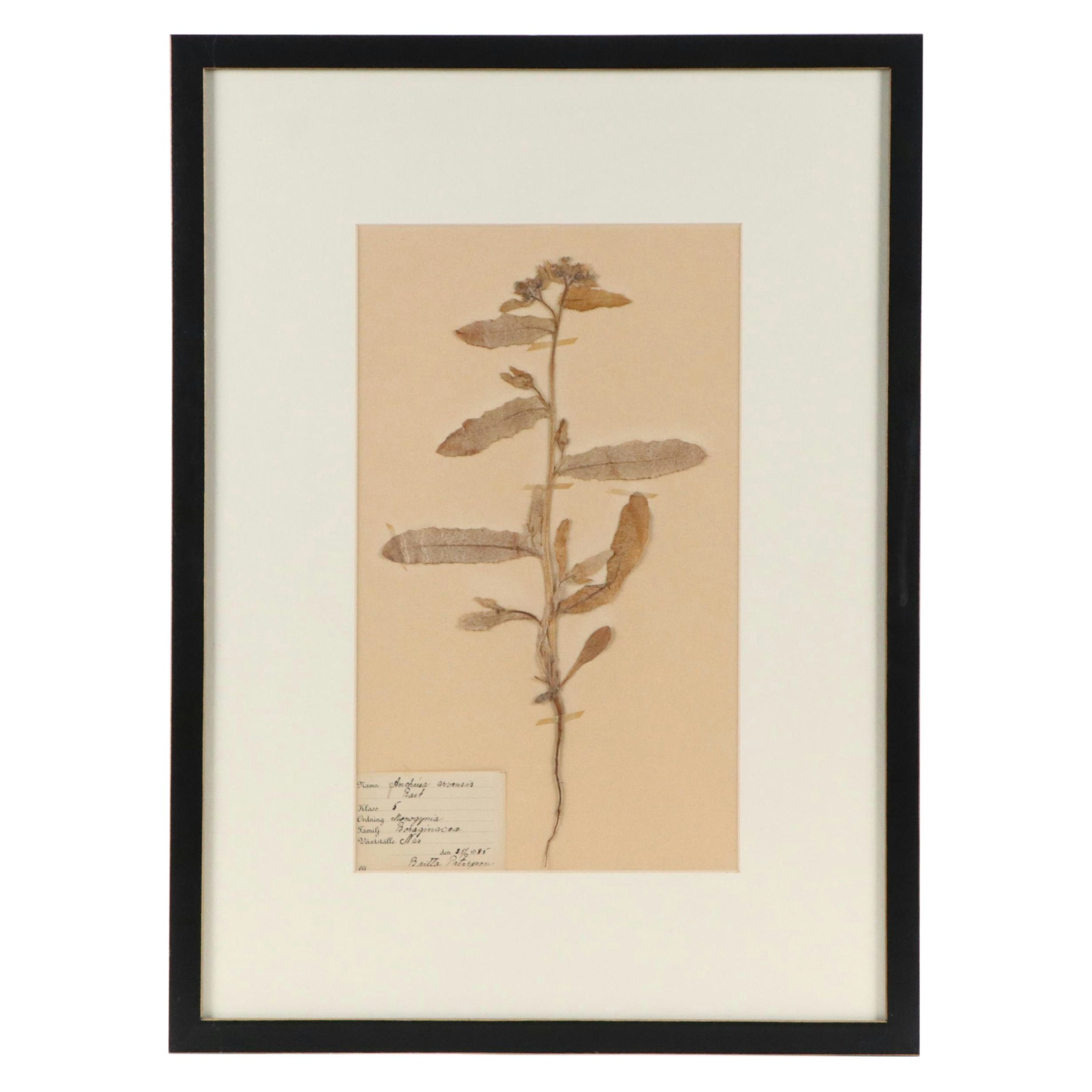 Britta Peterson German Herbarium Specimen of Field Bugloss, 1935