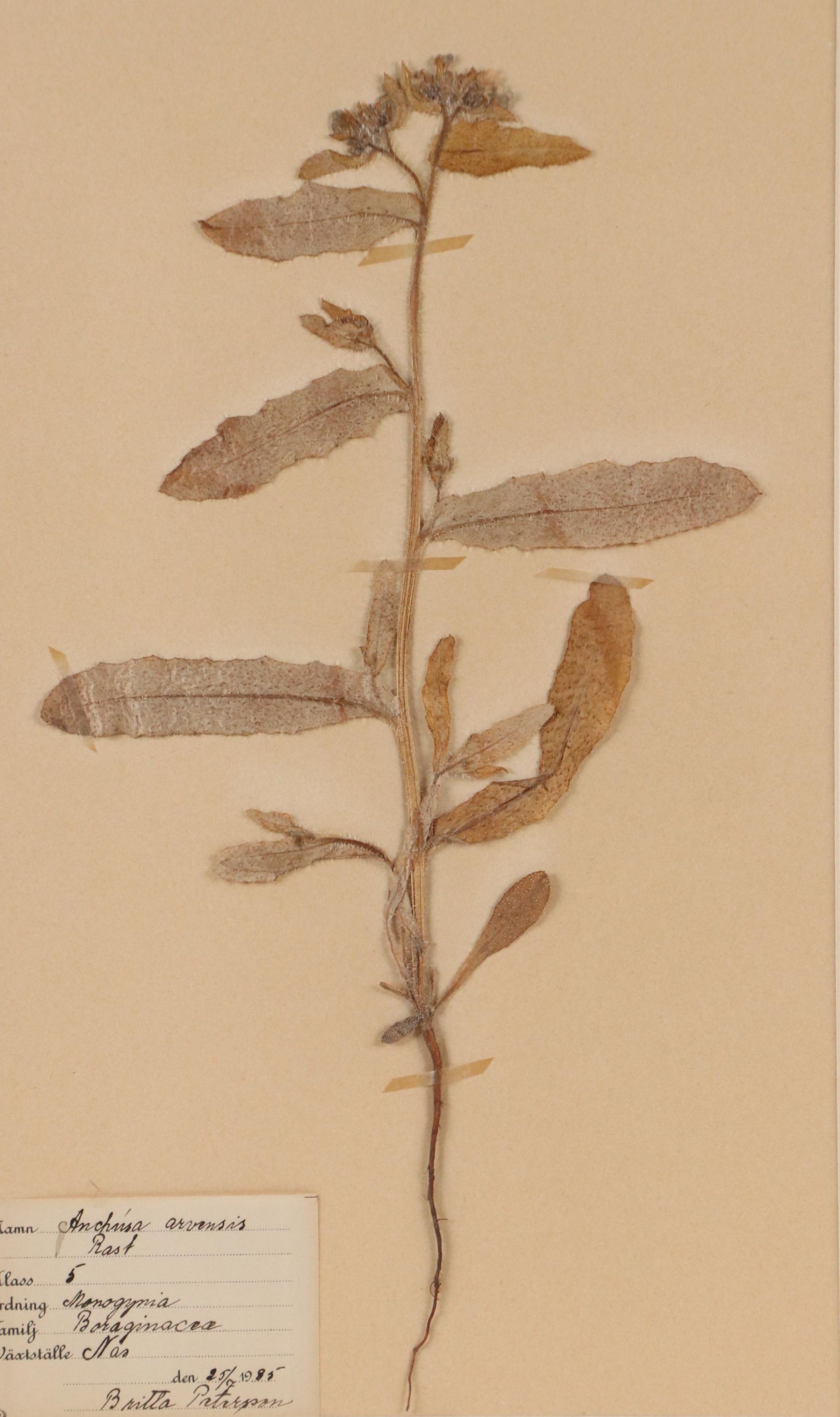 Britta Peterson German Herbarium Specimen of Field Bugloss, 1935