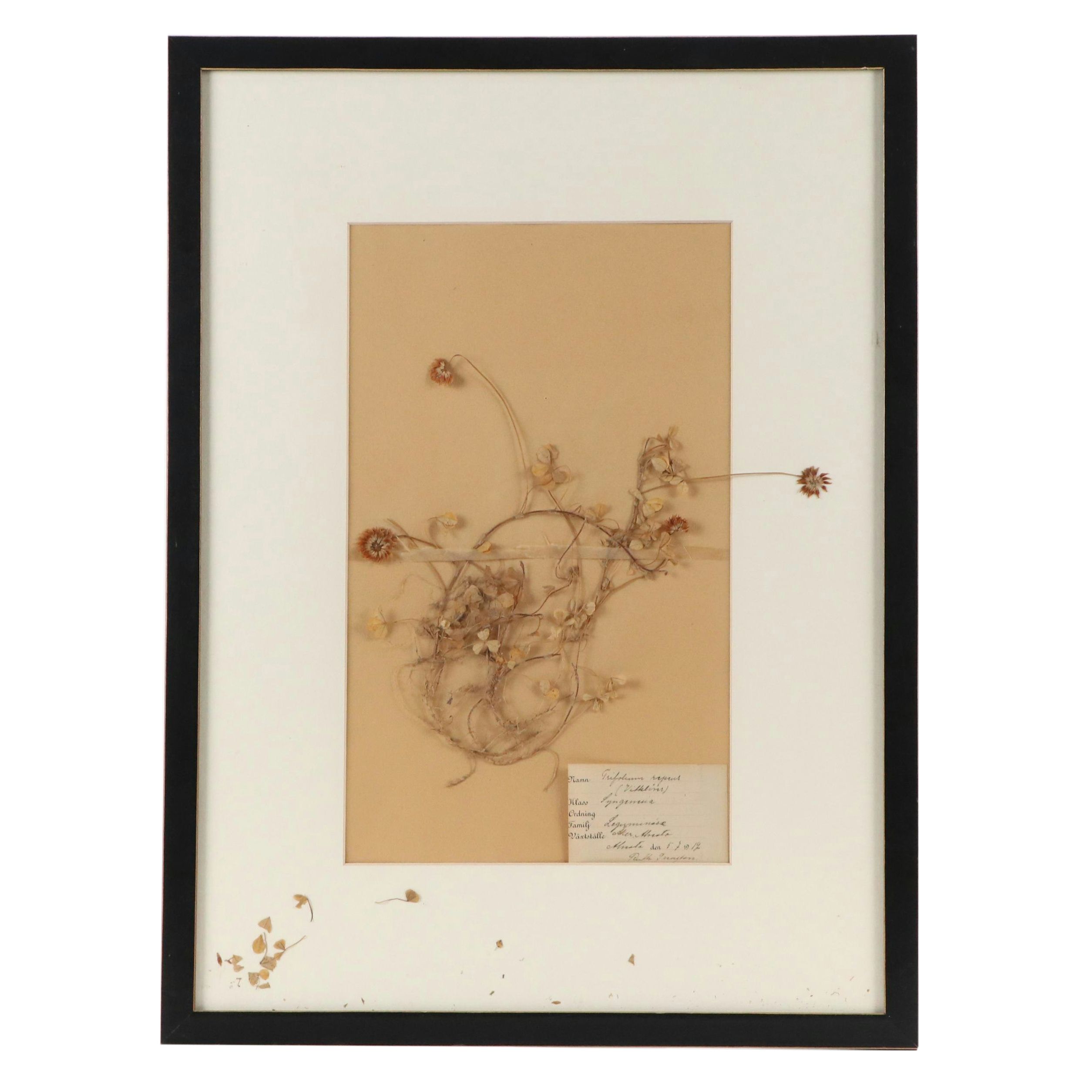 Ruth Inusten German Herbarium Specimen of White Clover, 1917