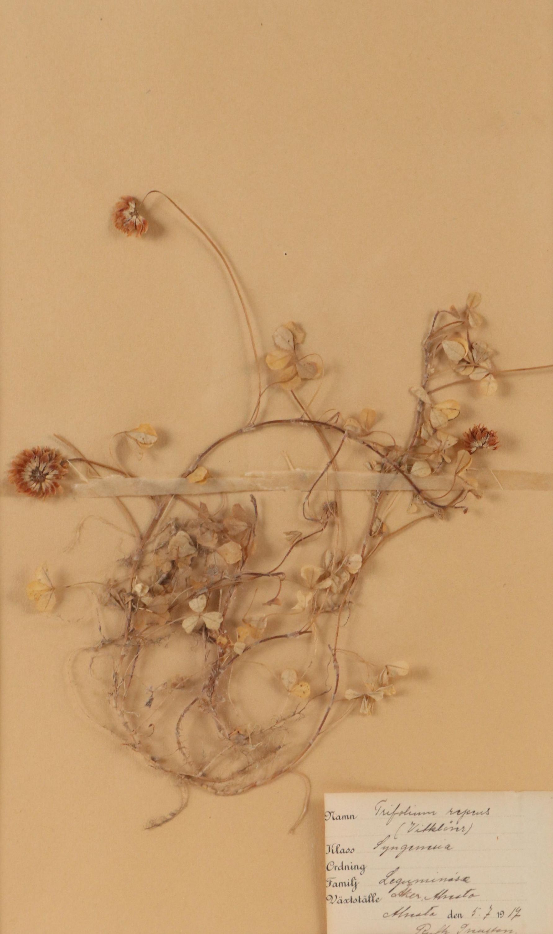 Ruth Inusten German Herbarium Specimen of White Clover, 1917