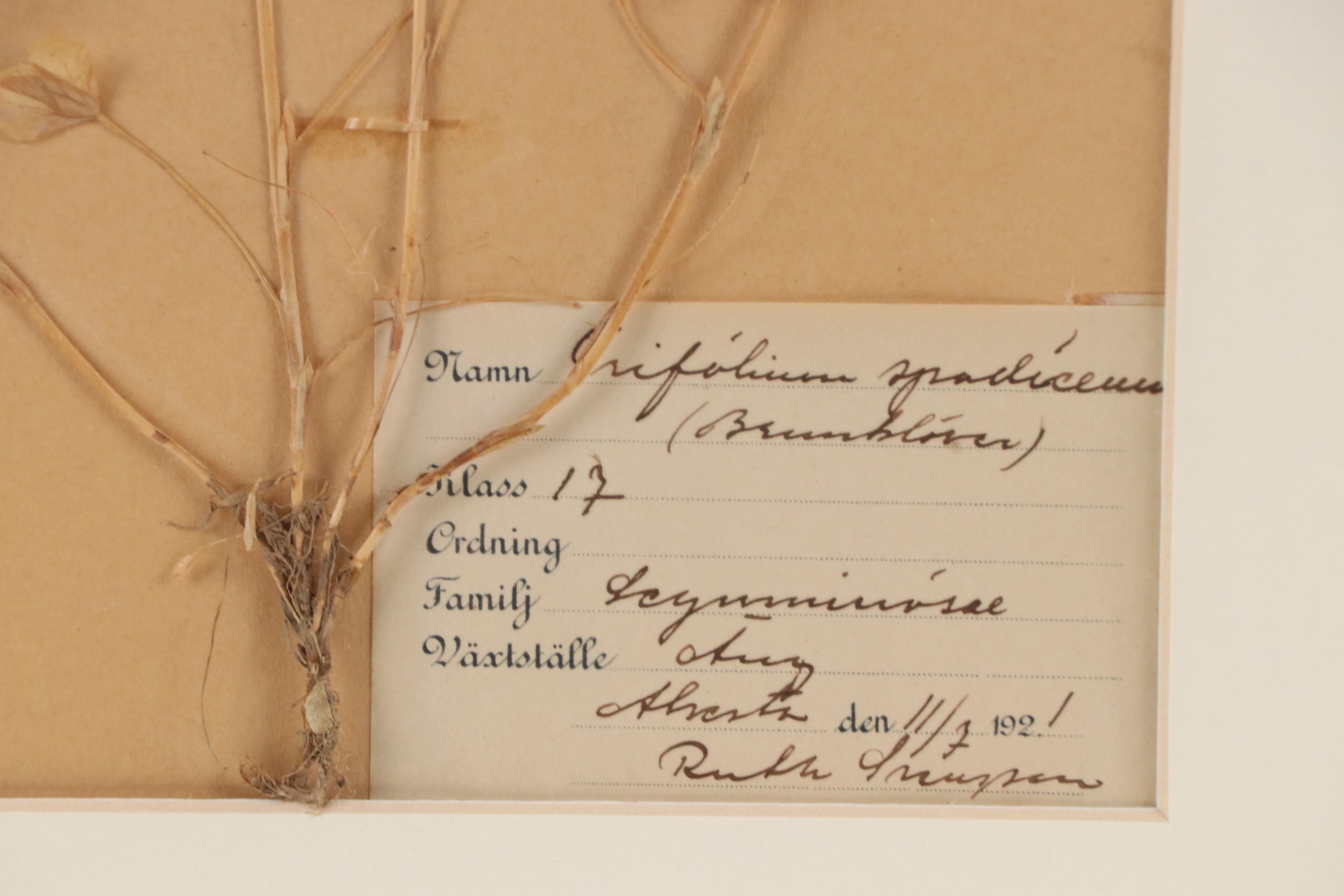 Ruth Inusten German Herbarium Specimen of  Hop Clover, 1921