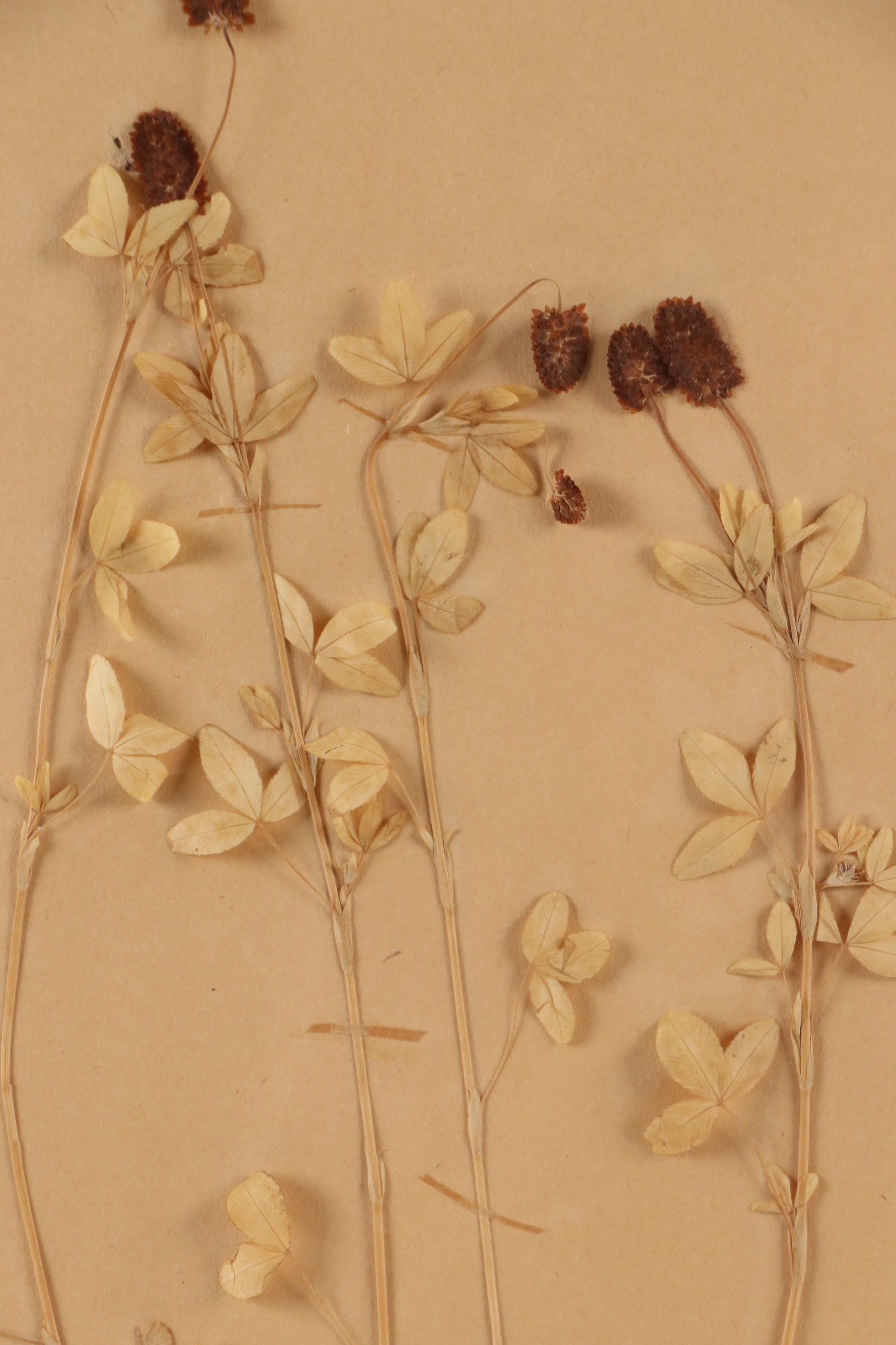Ruth Inusten German Herbarium Specimen of  Hop Clover, 1921