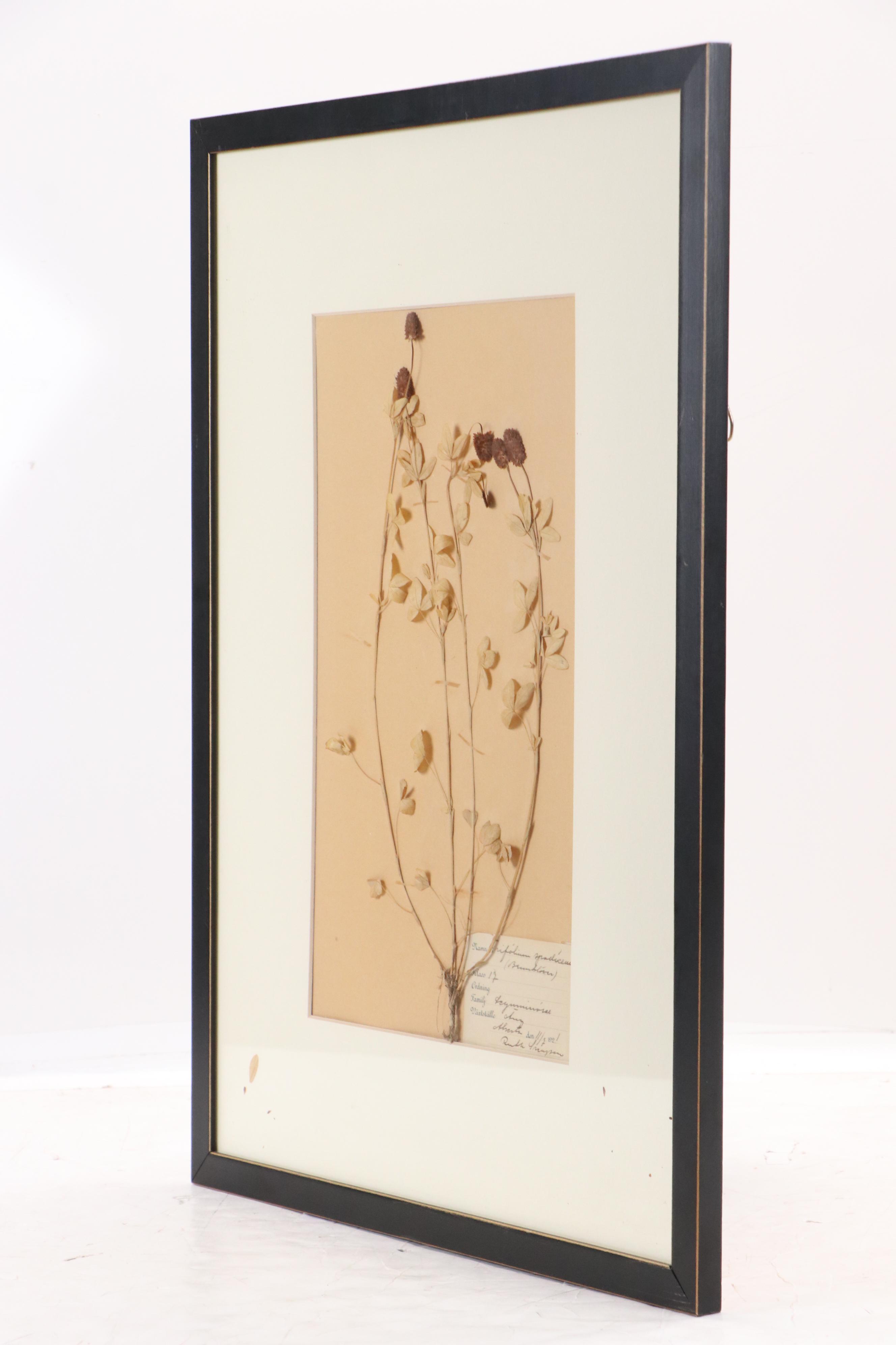 Ruth Inusten German Herbarium Specimen of  Hop Clover, 1921