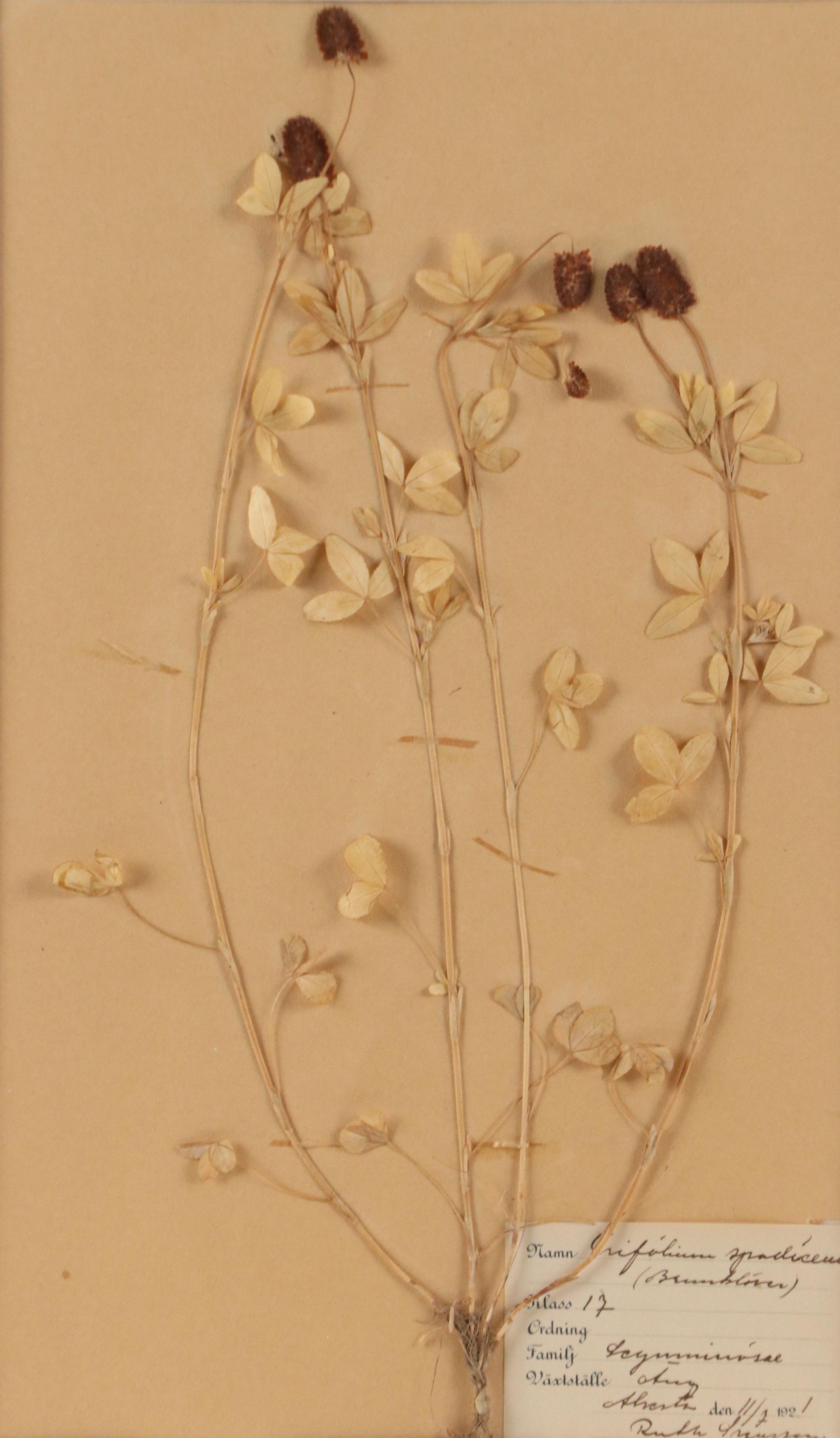 Ruth Inusten German Herbarium Specimen of  Hop Clover, 1921
