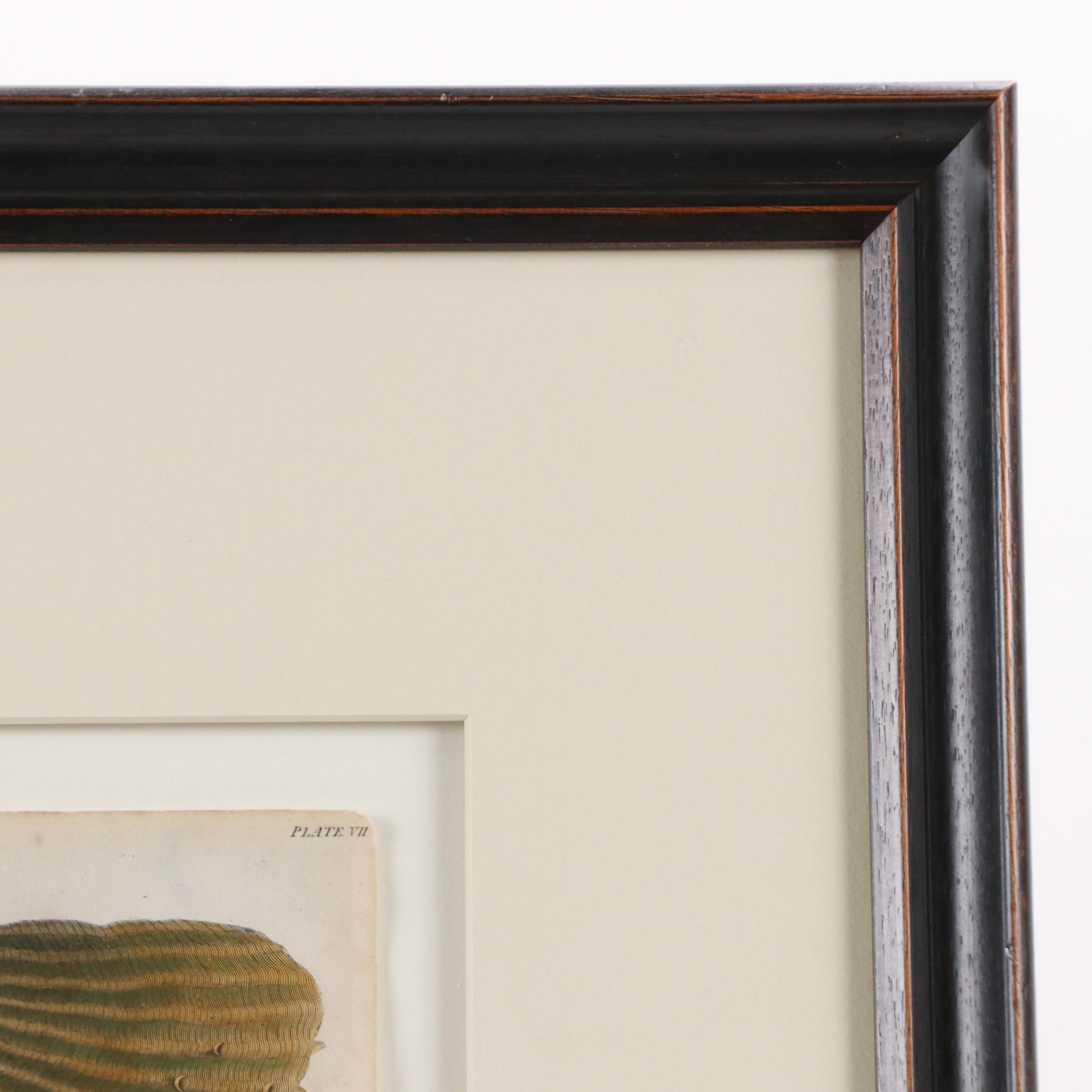 Hand-Colored Conchological Engravings of Pen Shells, 1814