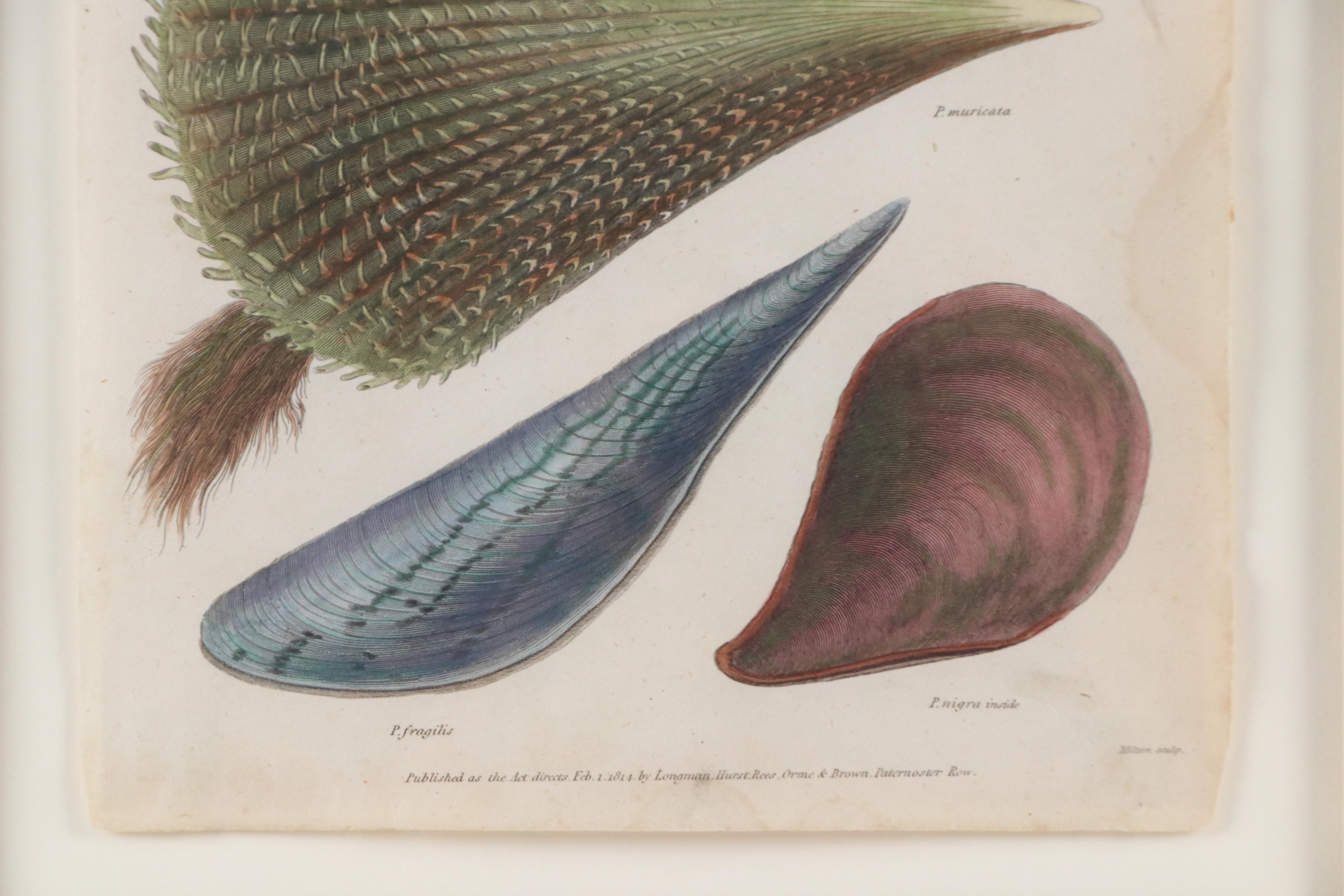 Hand-Colored Conchological Engravings of Pen Shells, 1814