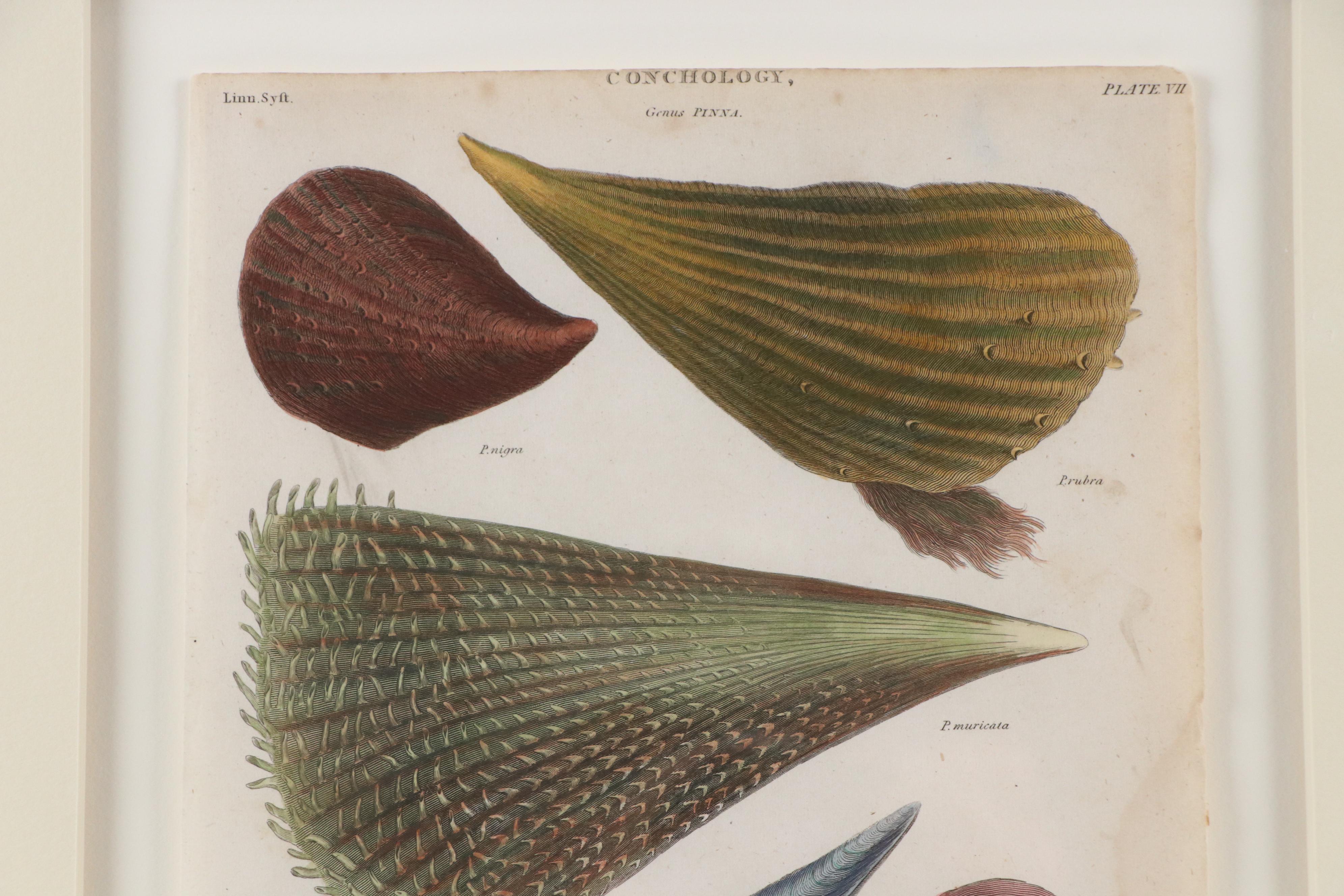 Hand-Colored Conchological Engravings of Pen Shells, 1814