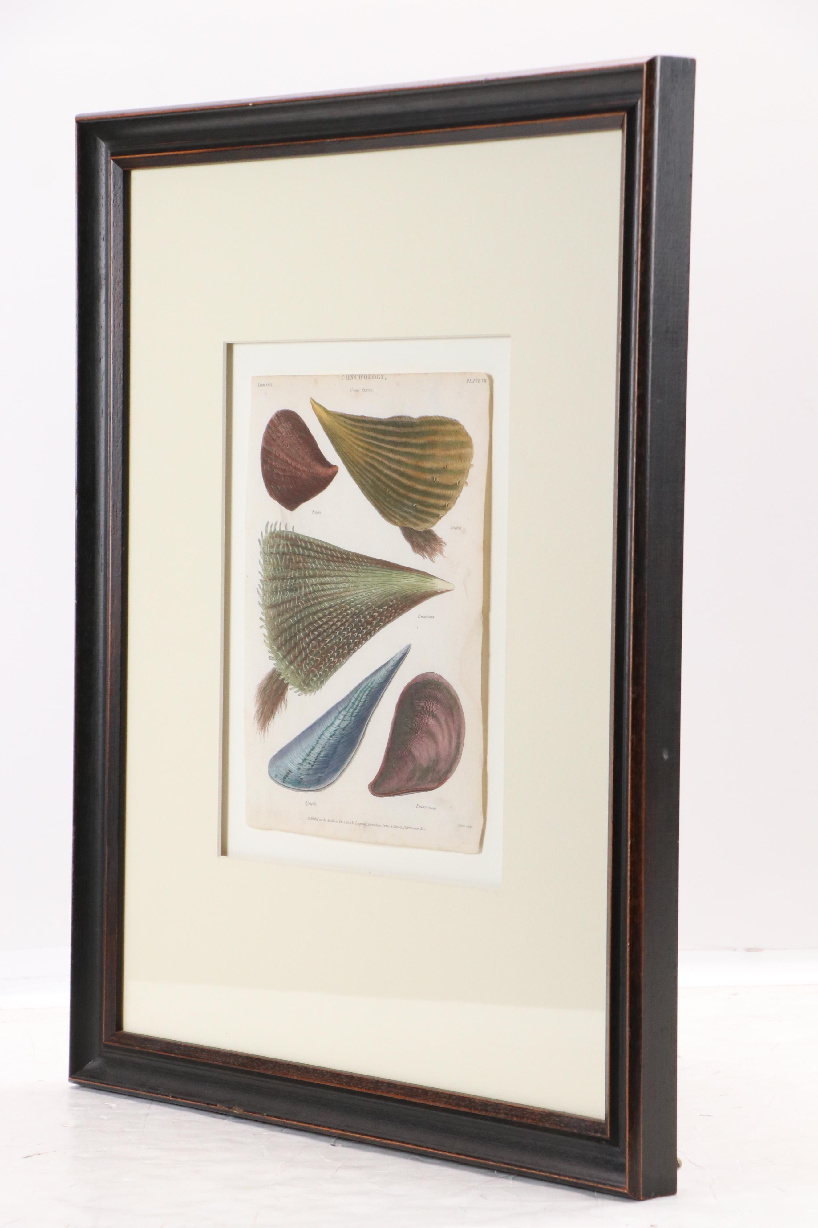 Hand-Colored Conchological Engravings of Pen Shells, 1814