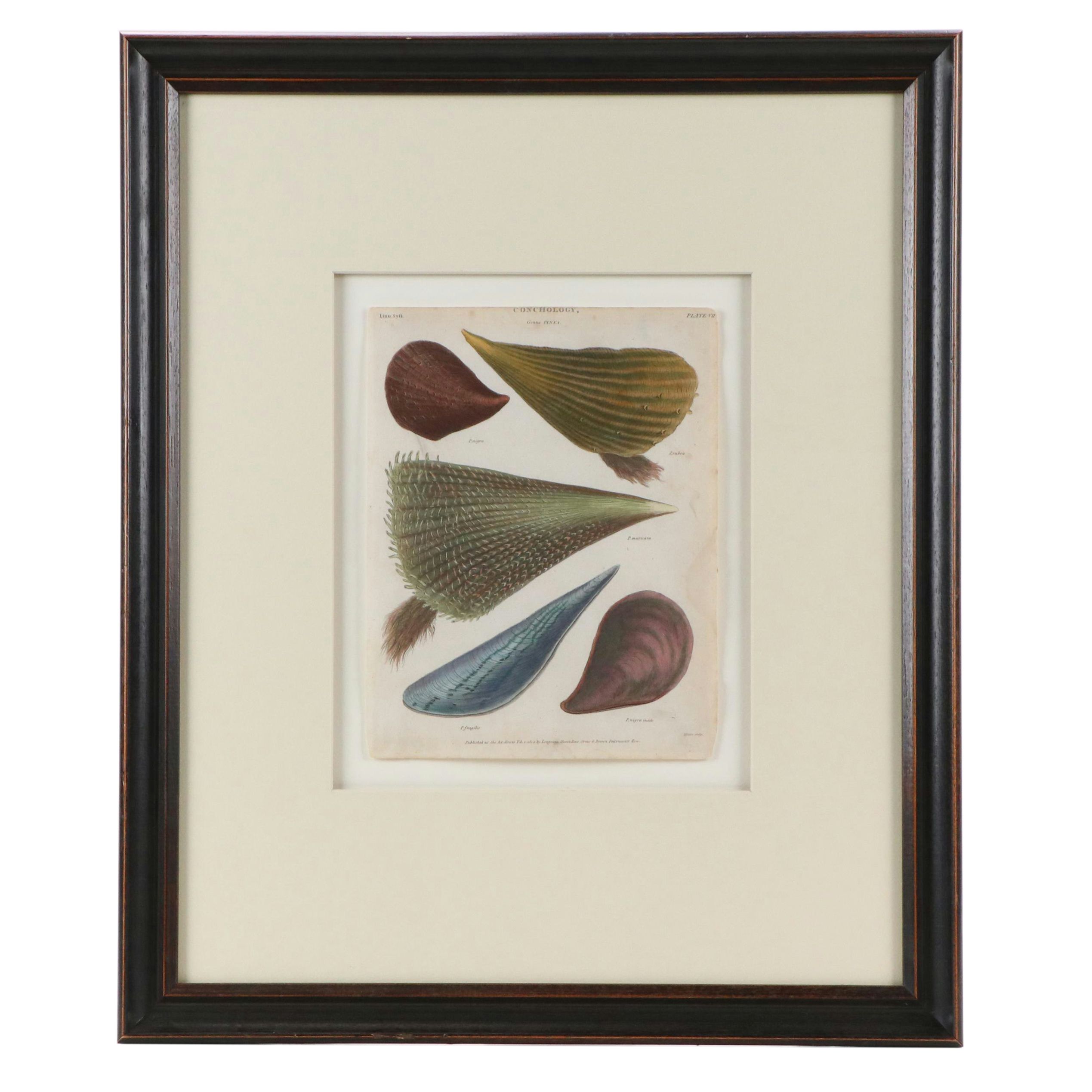 Hand-Colored Conchological Engravings of Pen Shells, 1814