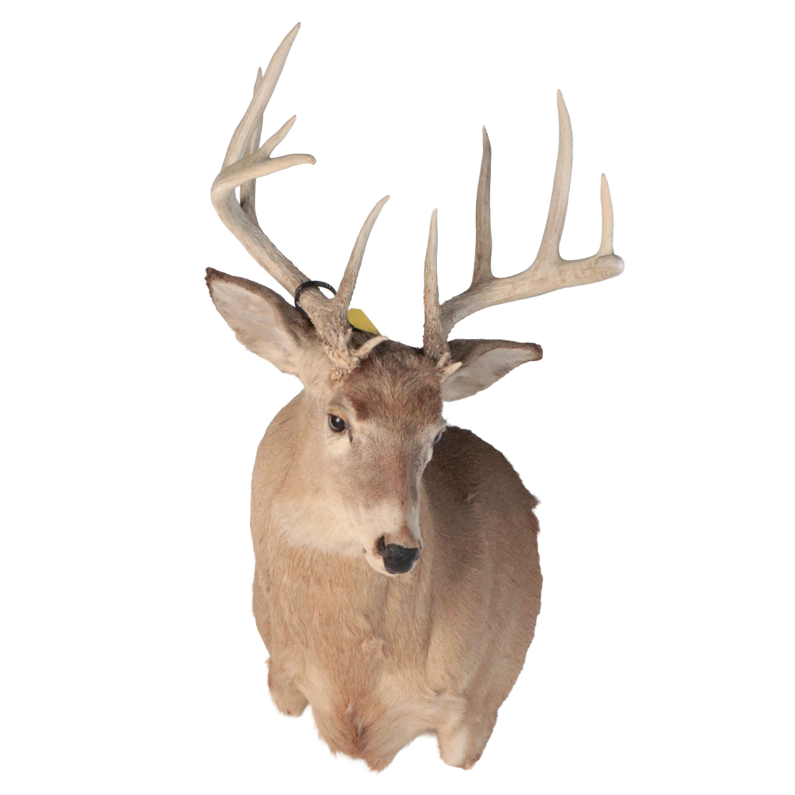 Taxidermy White-Tailed Deer Shoulder Mount