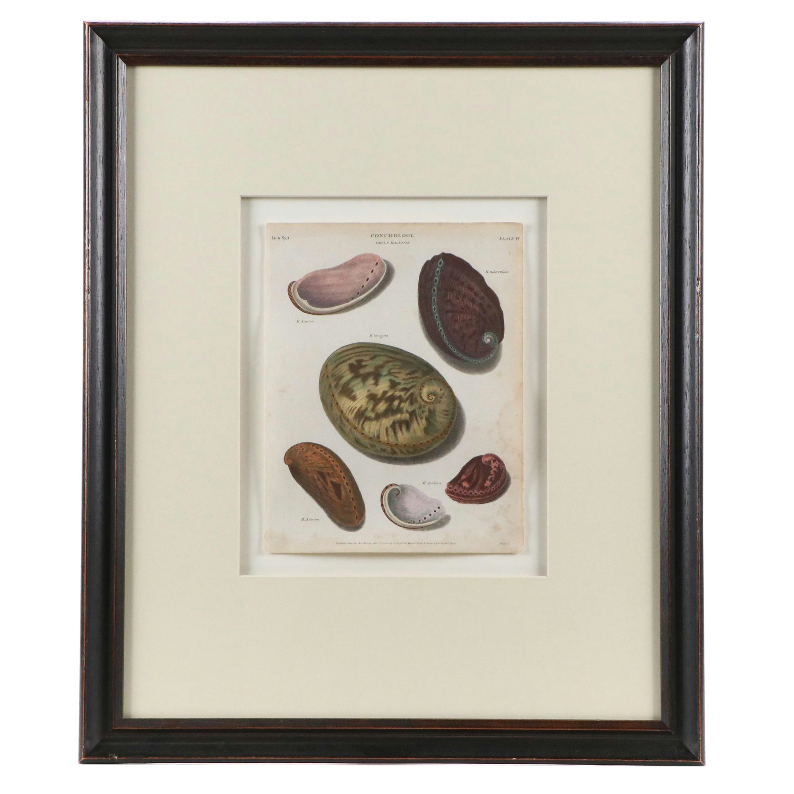 Conchological Hand-Colored Engraving "Genus Haliotis," 1808