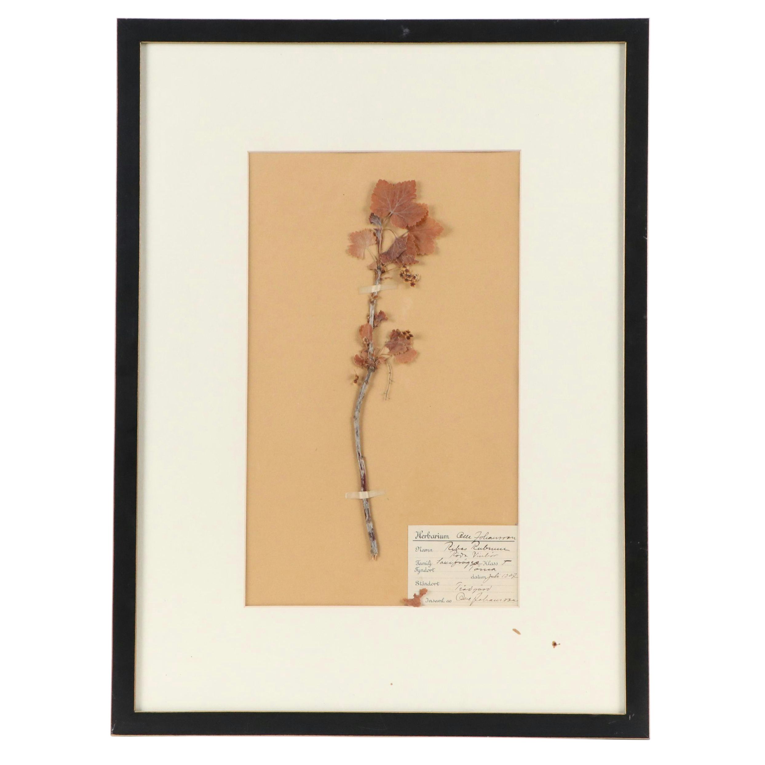 Olle Johansson Swedish Herbarium Specimen of Red Currant, 1927