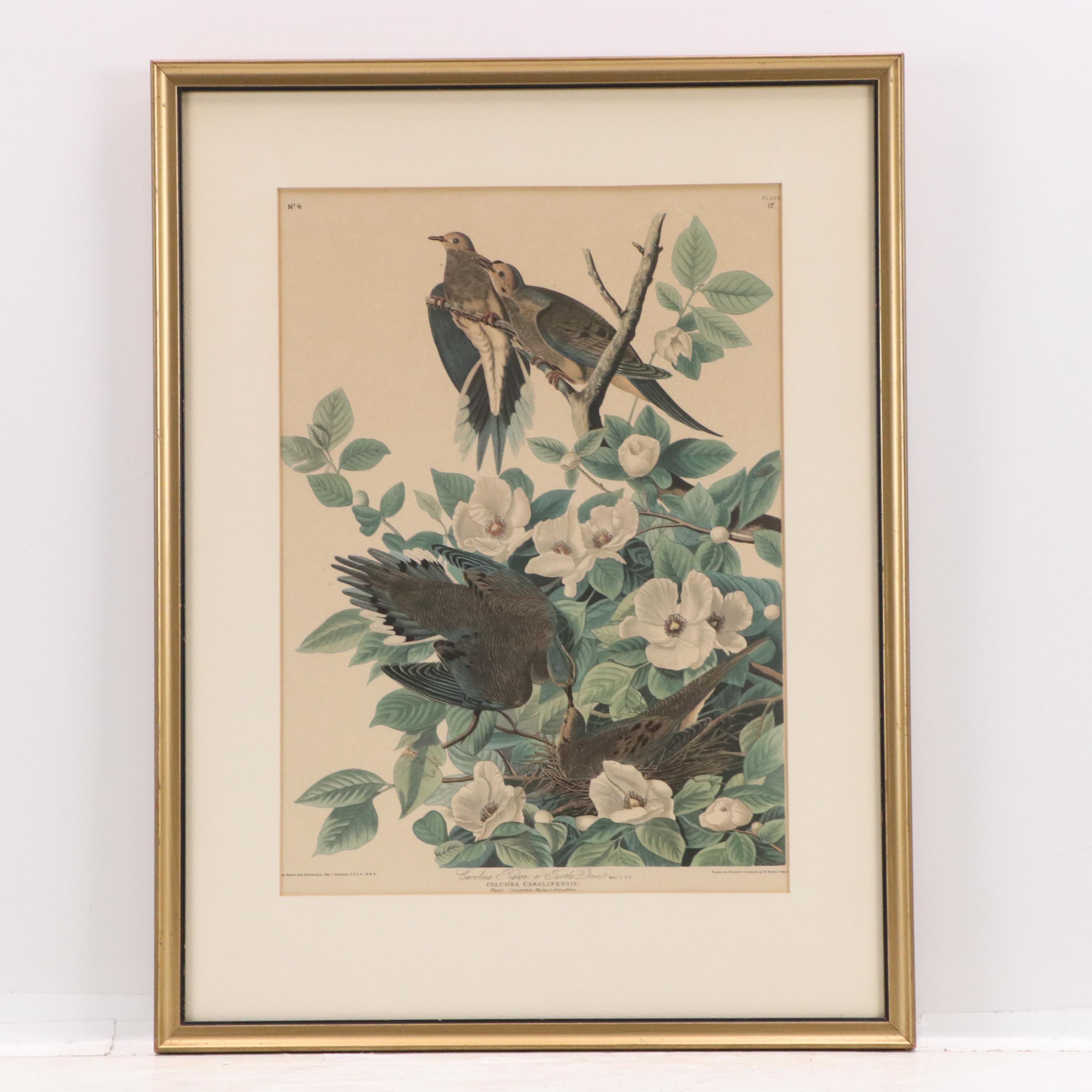 Orinthological Offset Lithographs of Pigeons After J.J. Audubon, 20th Century