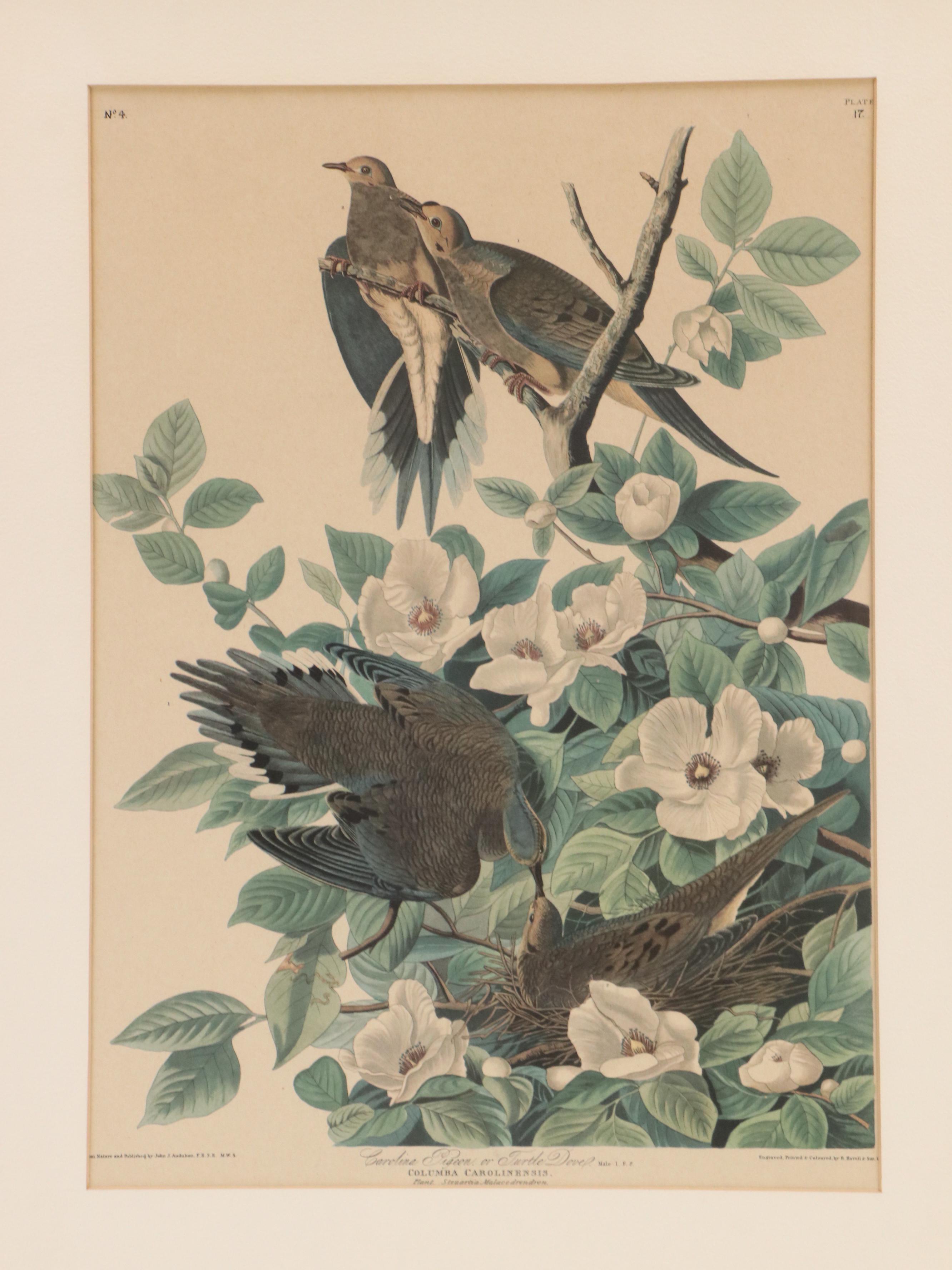 Orinthological Offset Lithographs of Pigeons After J.J. Audubon, 20th Century