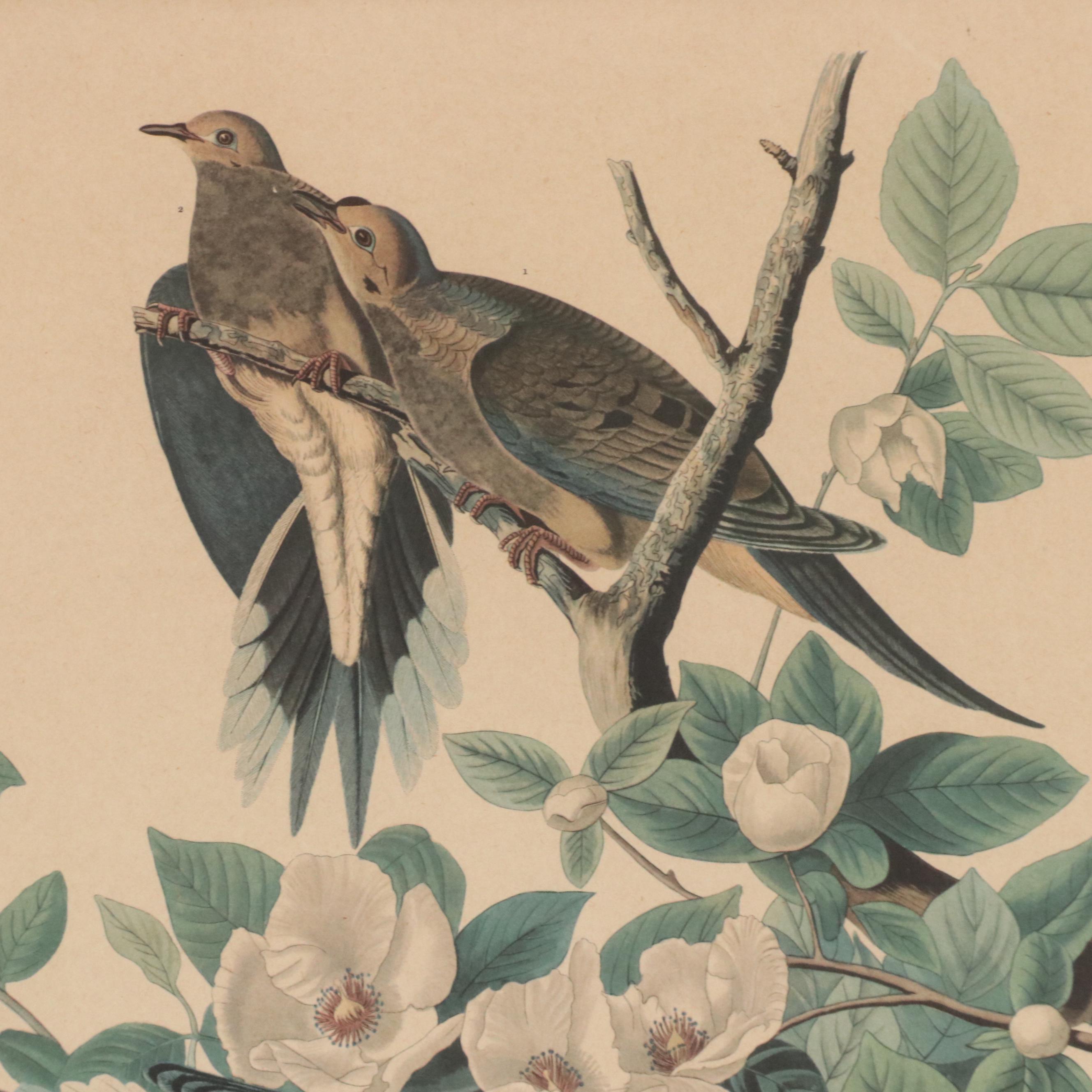 Orinthological Offset Lithographs of Pigeons After J.J. Audubon, 20th Century