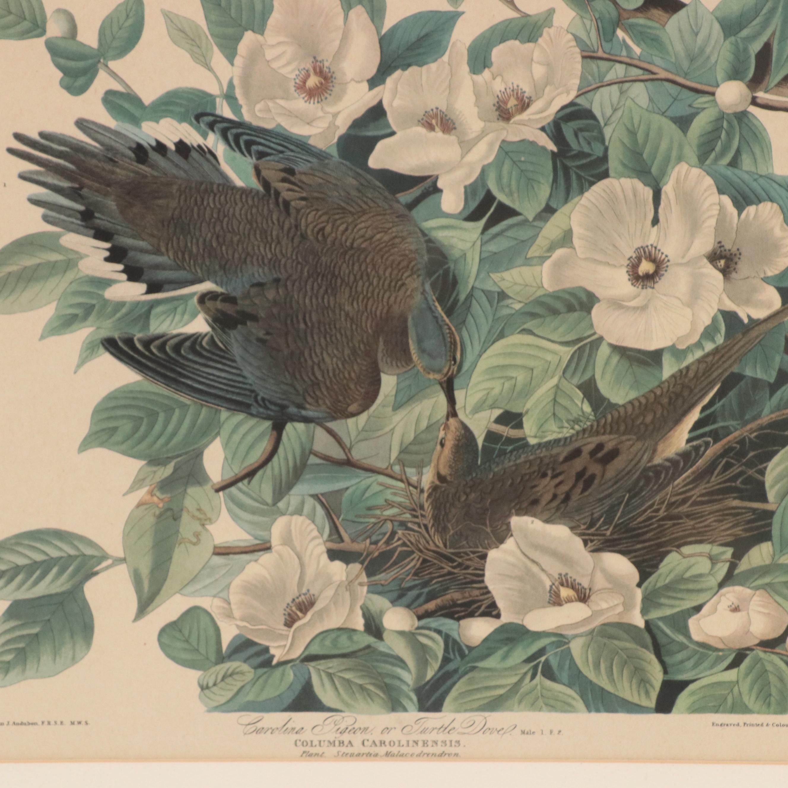 Orinthological Offset Lithographs of Pigeons After J.J. Audubon, 20th Century