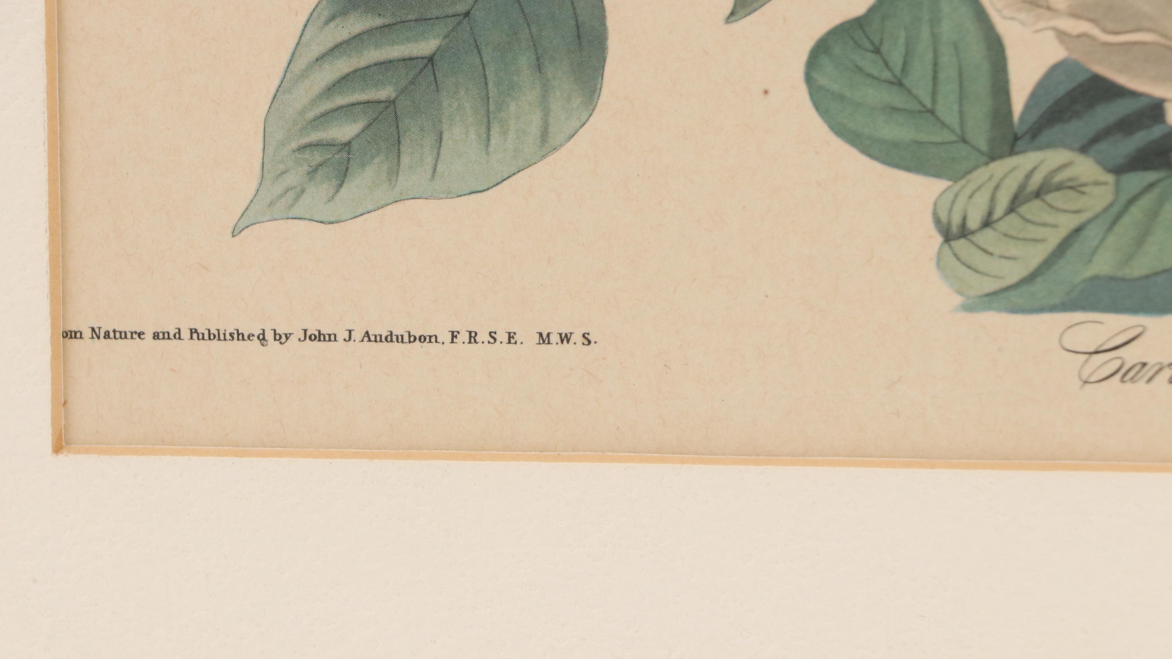 Orinthological Offset Lithographs of Pigeons After J.J. Audubon, 20th Century