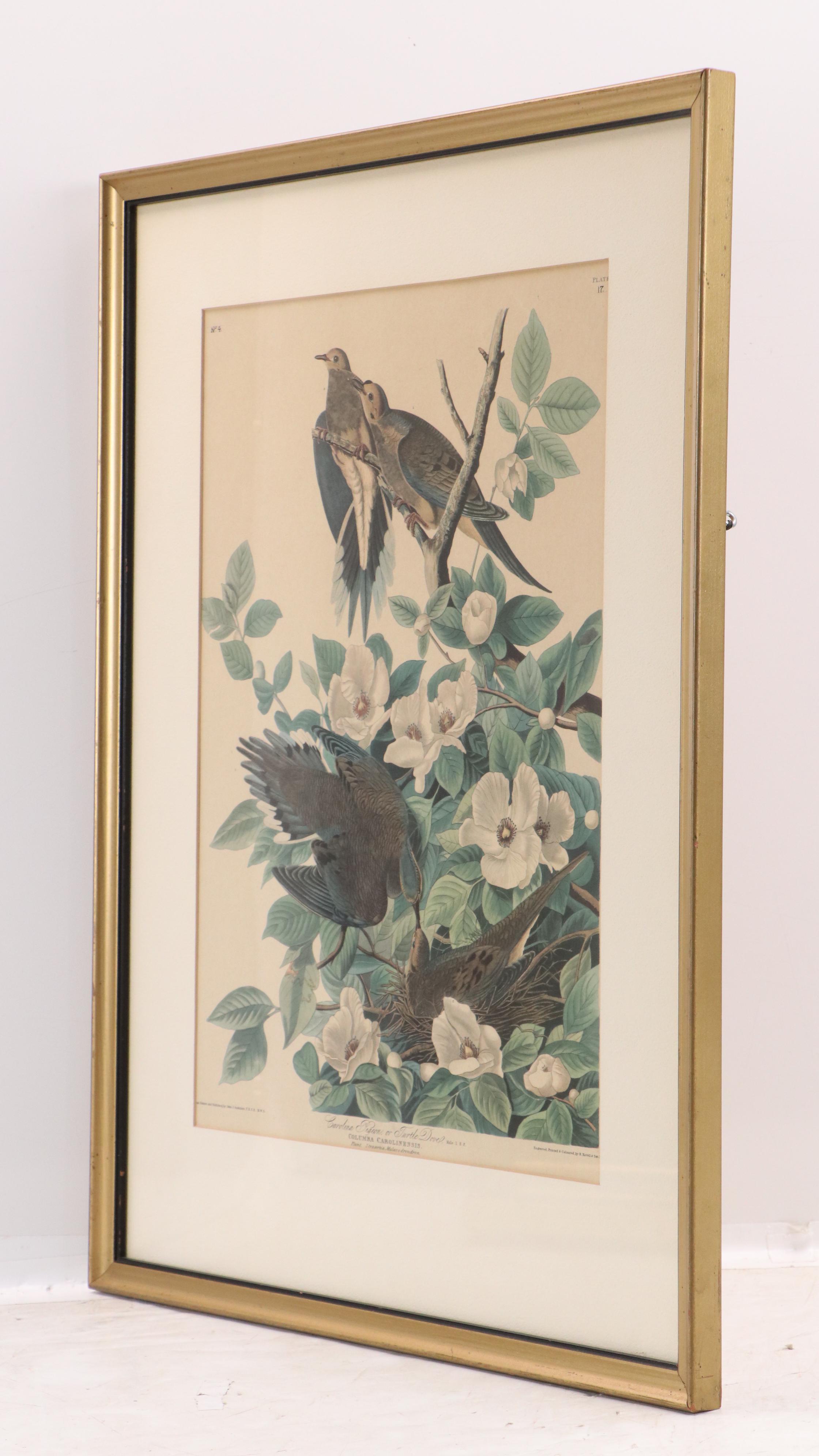 Orinthological Offset Lithographs of Pigeons After J.J. Audubon, 20th Century
