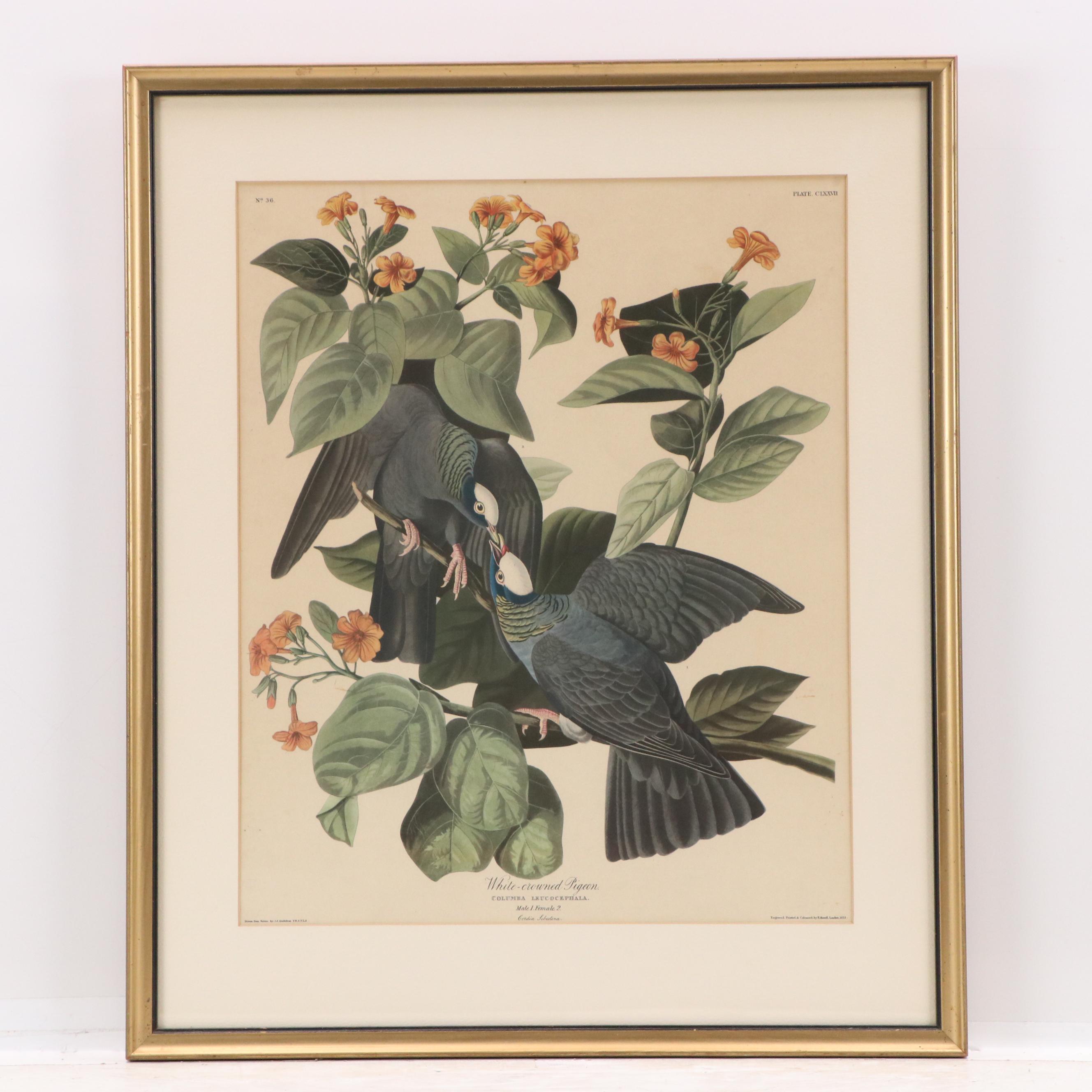 Orinthological Offset Lithographs of Pigeons After J.J. Audubon, 20th Century