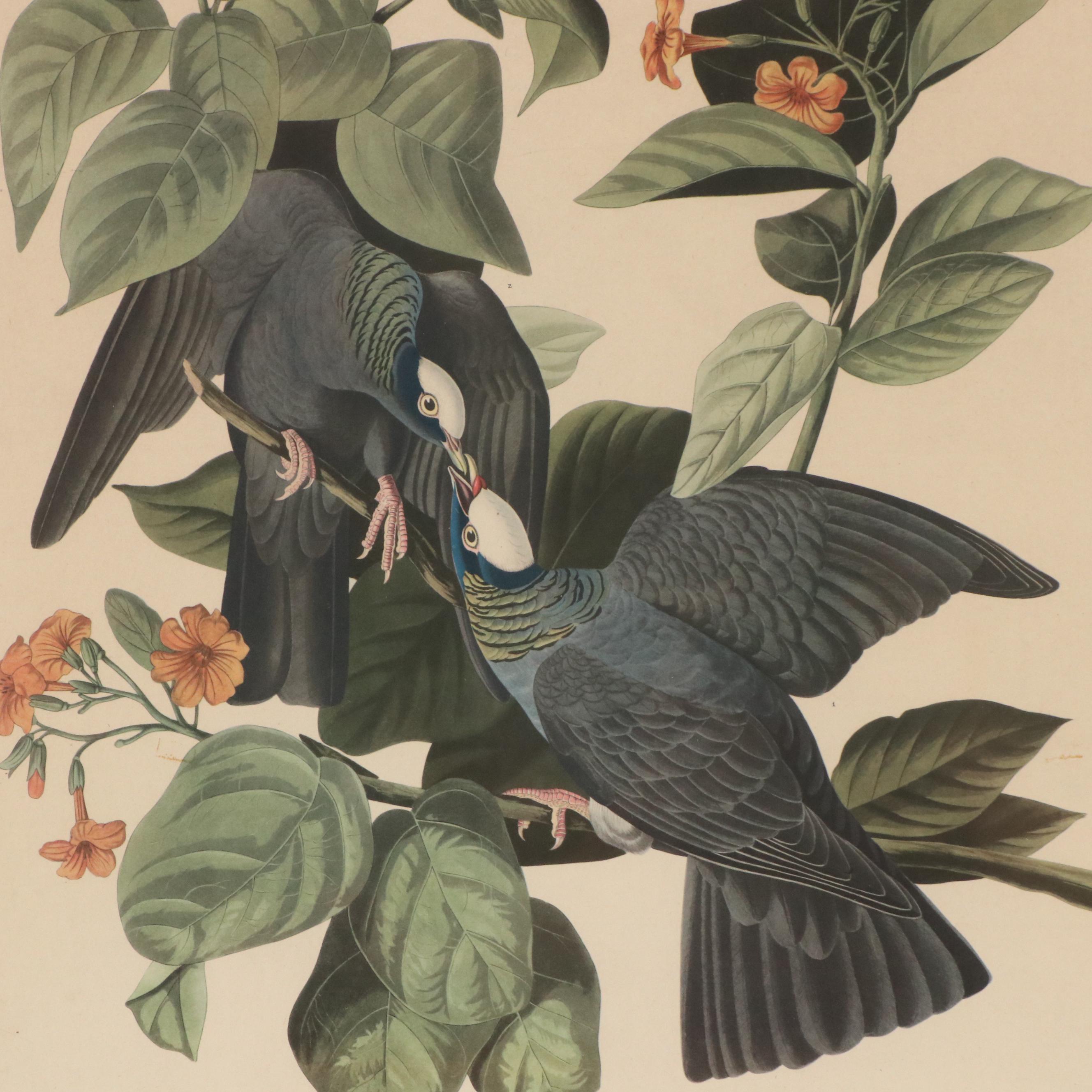 Orinthological Offset Lithographs of Pigeons After J.J. Audubon, 20th Century
