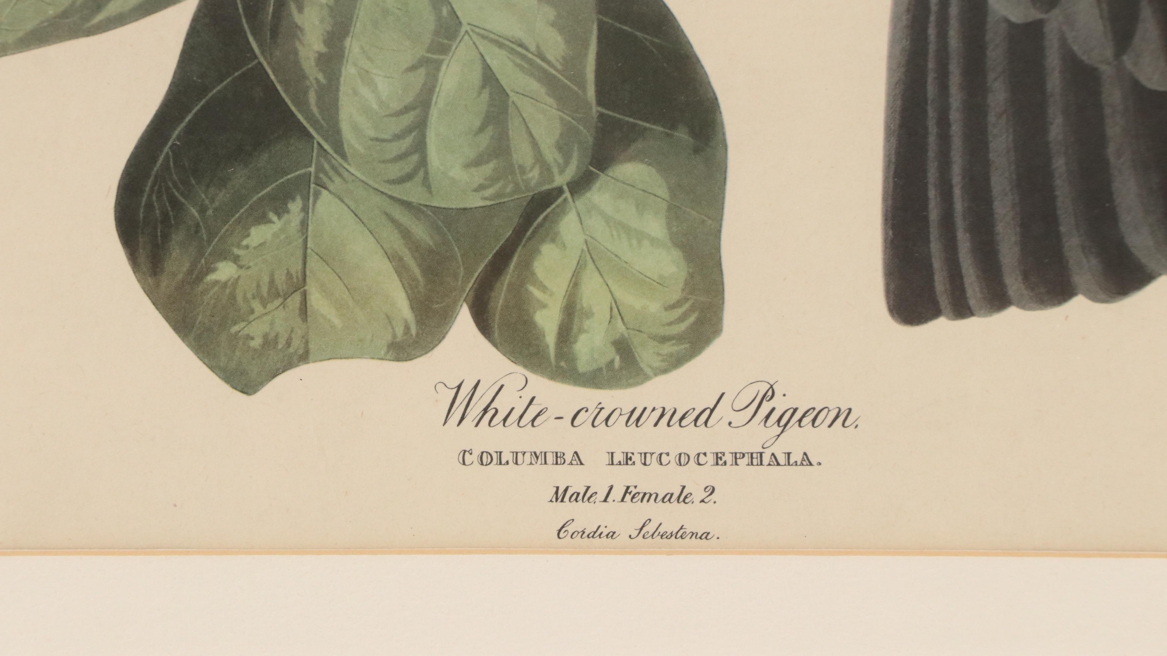 Orinthological Offset Lithographs of Pigeons After J.J. Audubon, 20th Century