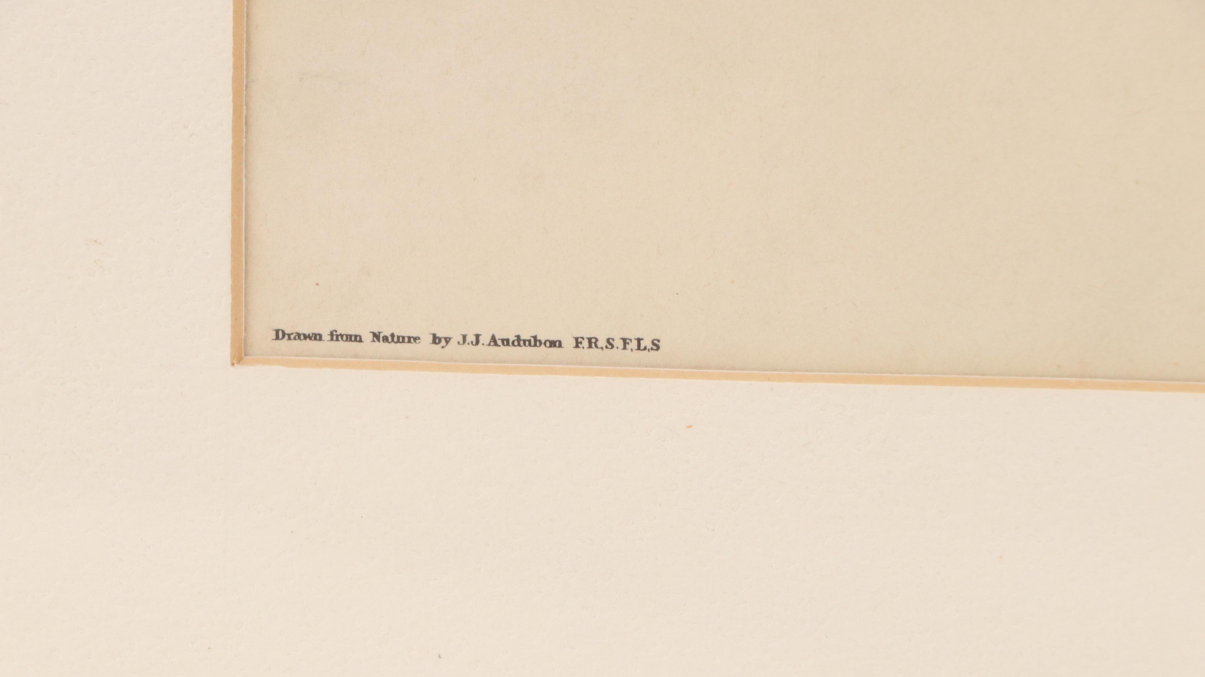 Orinthological Offset Lithographs of Pigeons After J.J. Audubon, 20th Century