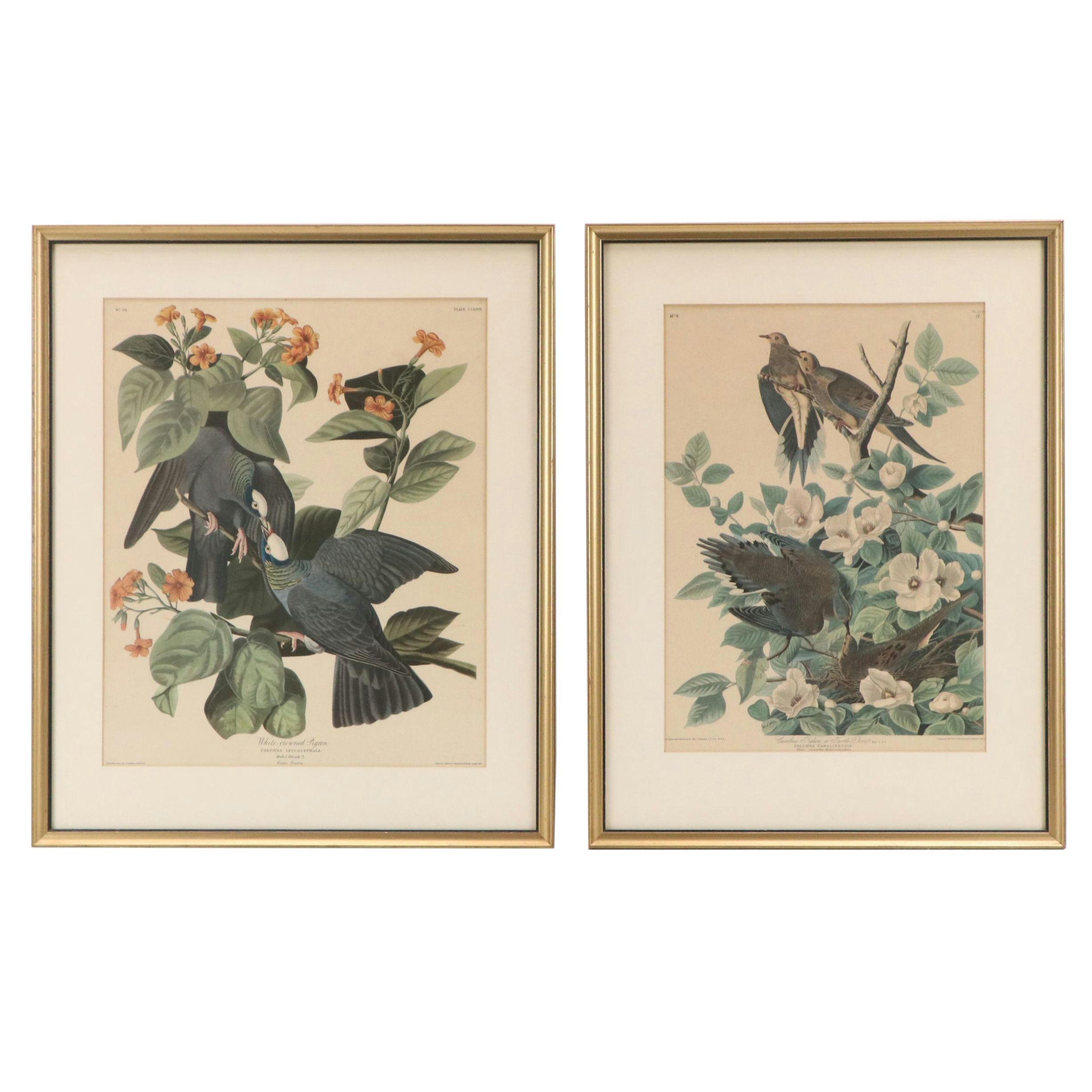 Orinthological Offset Lithographs of Pigeons After J.J. Audubon, 20th Century