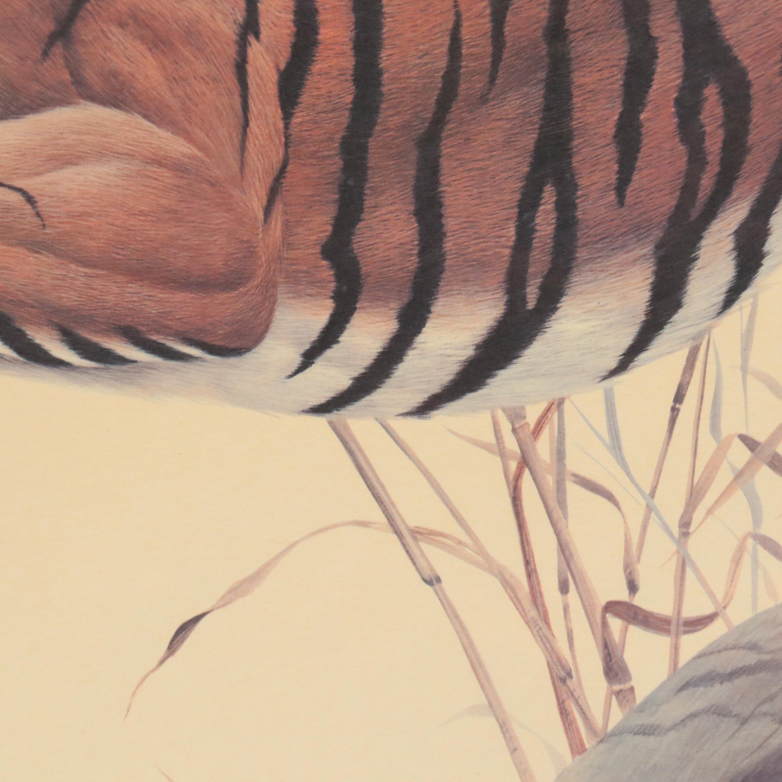 John A. Ruthven Offset Lithograph "Bengal Tiger"
