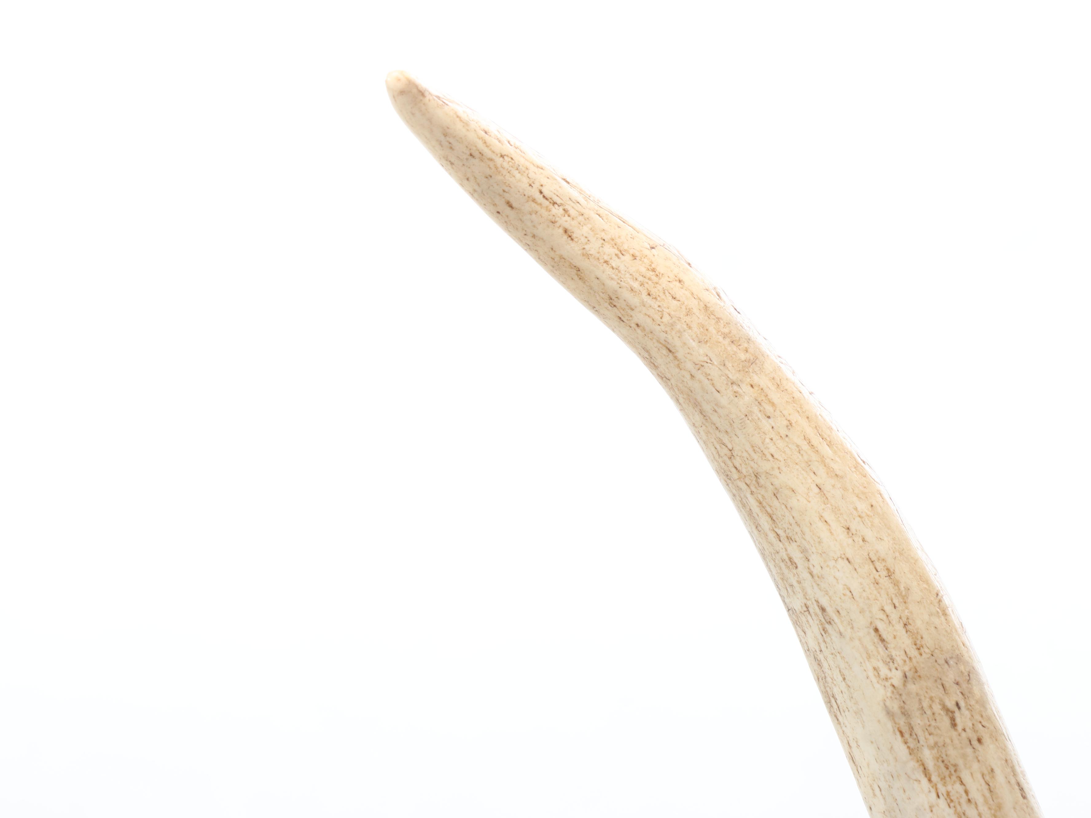 Taxidermy White-Tailed Deer Shoulder Mount