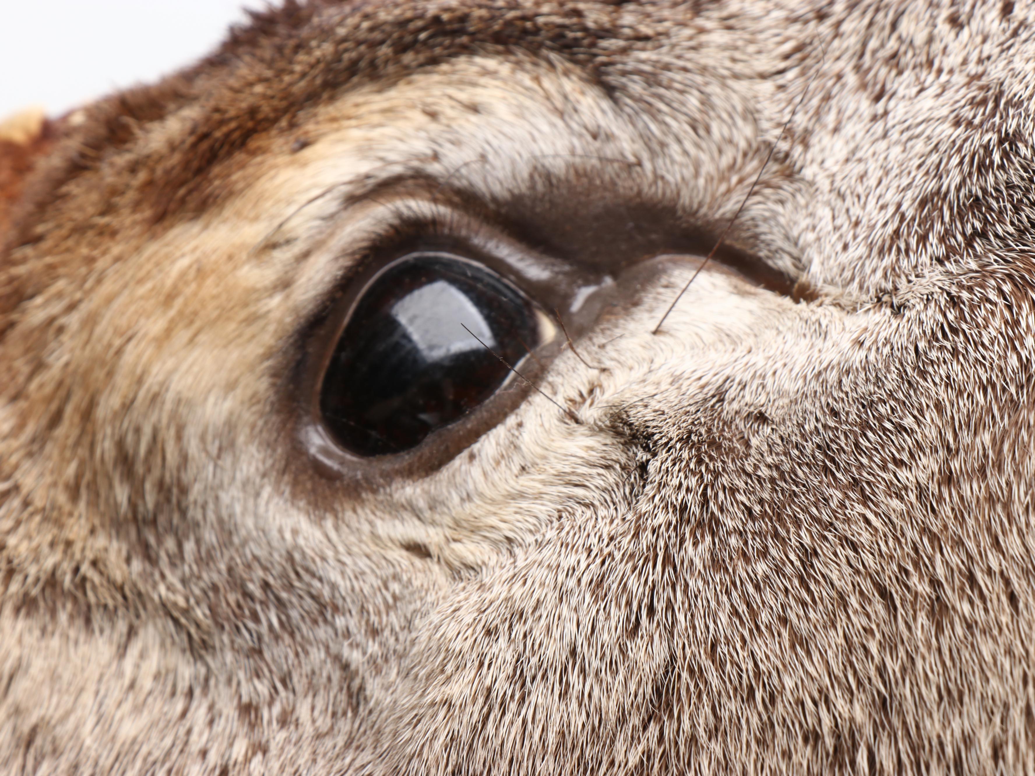 Taxidermy White-Tailed Deer Shoulder Mount