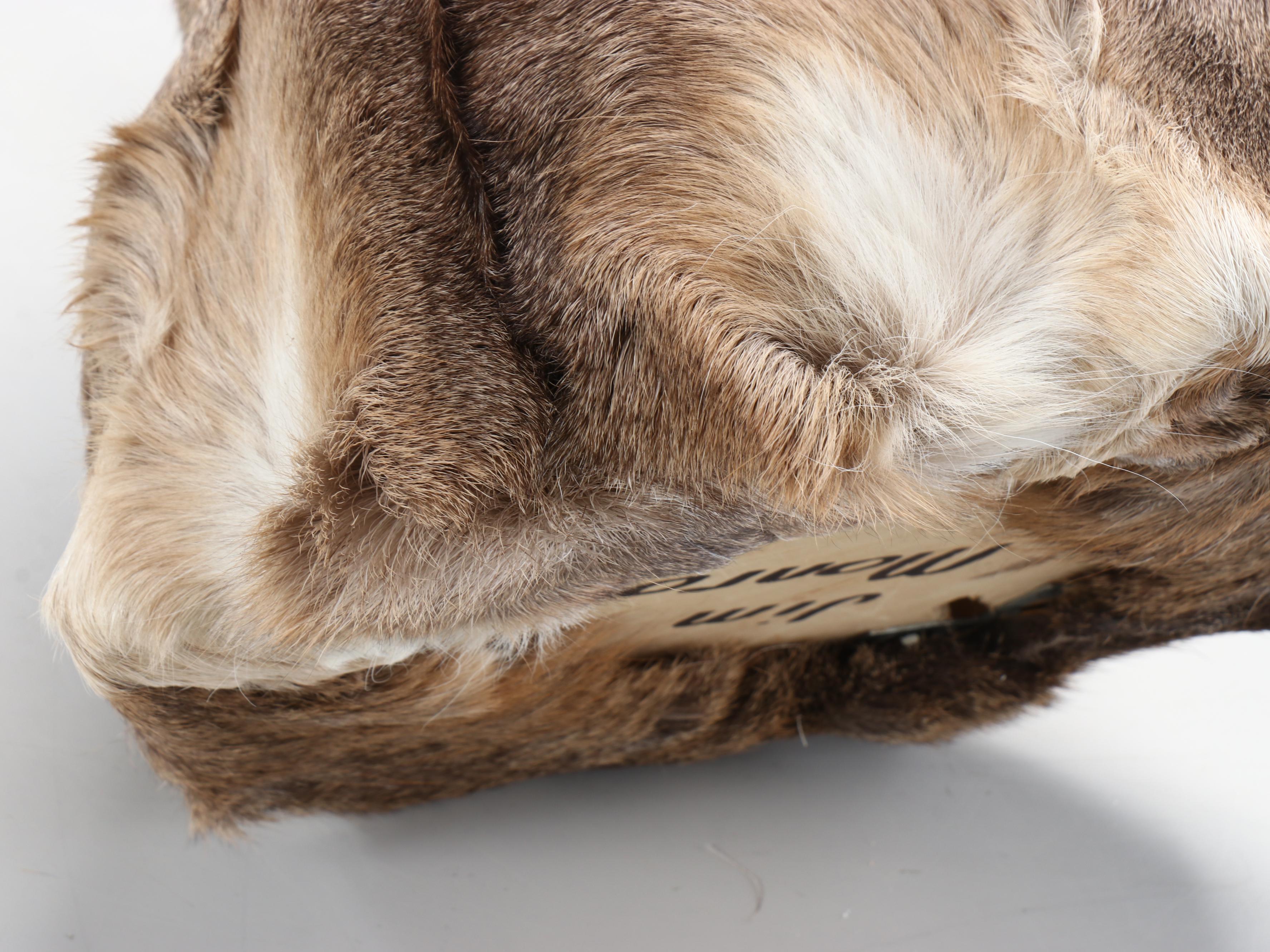 Taxidermy White-Tailed Deer Shoulder Mount