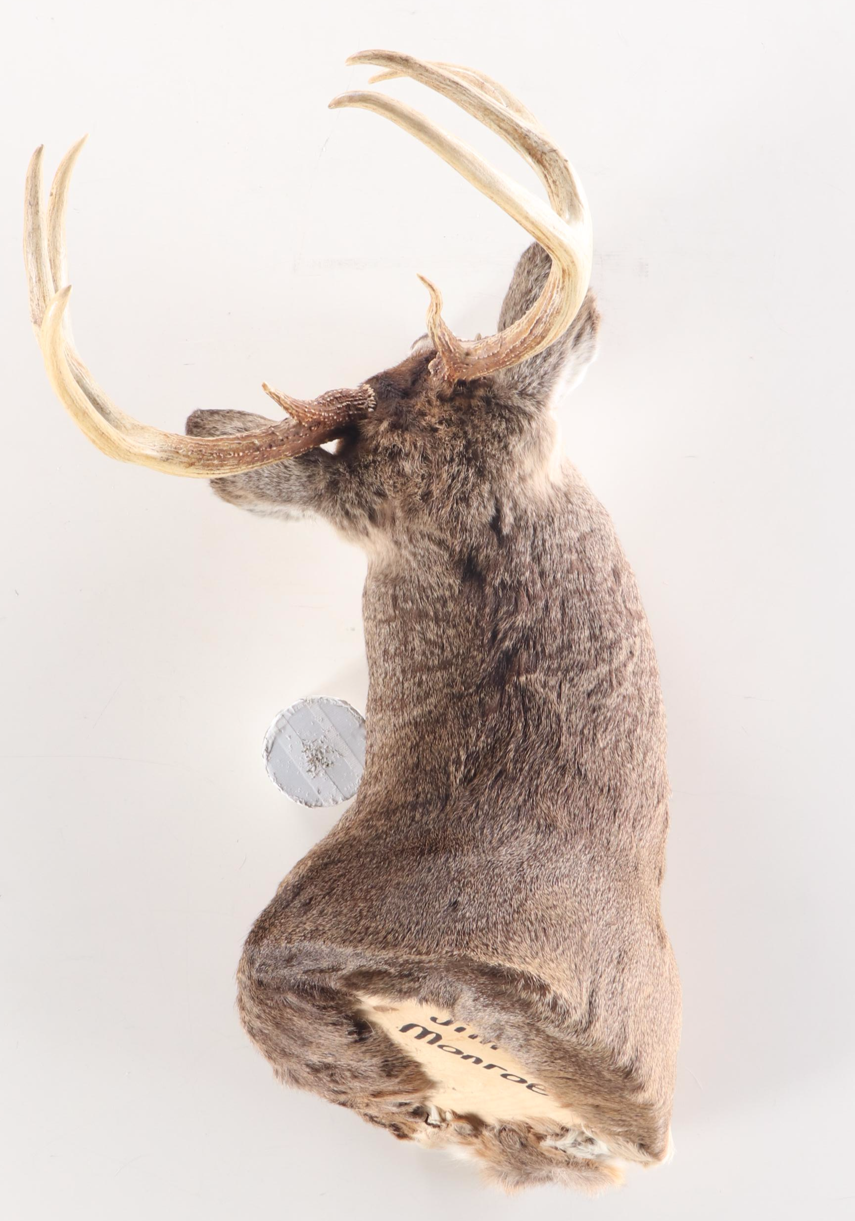 Taxidermy White-Tailed Deer Shoulder Mount