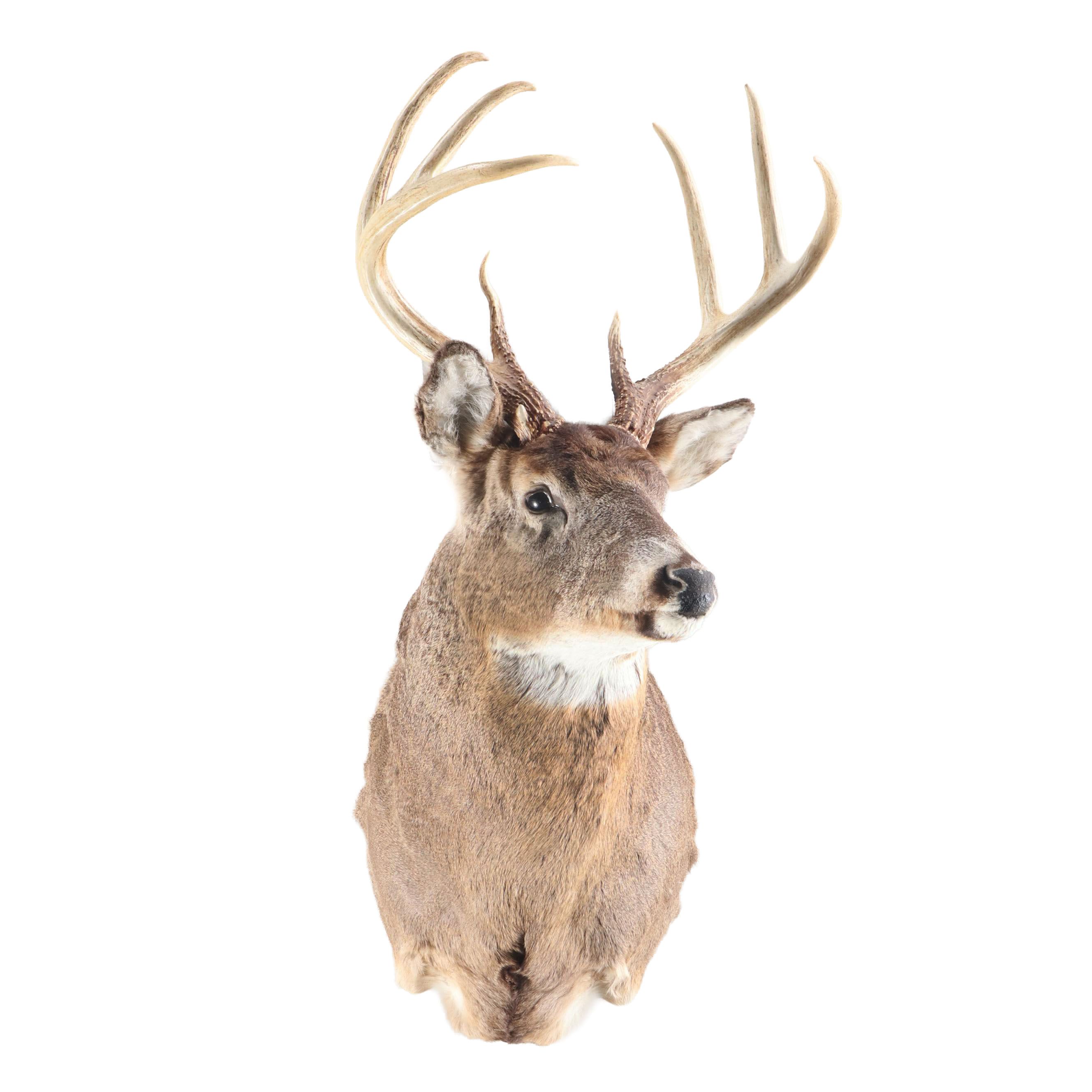 Taxidermy White-Tailed Deer Shoulder Mount