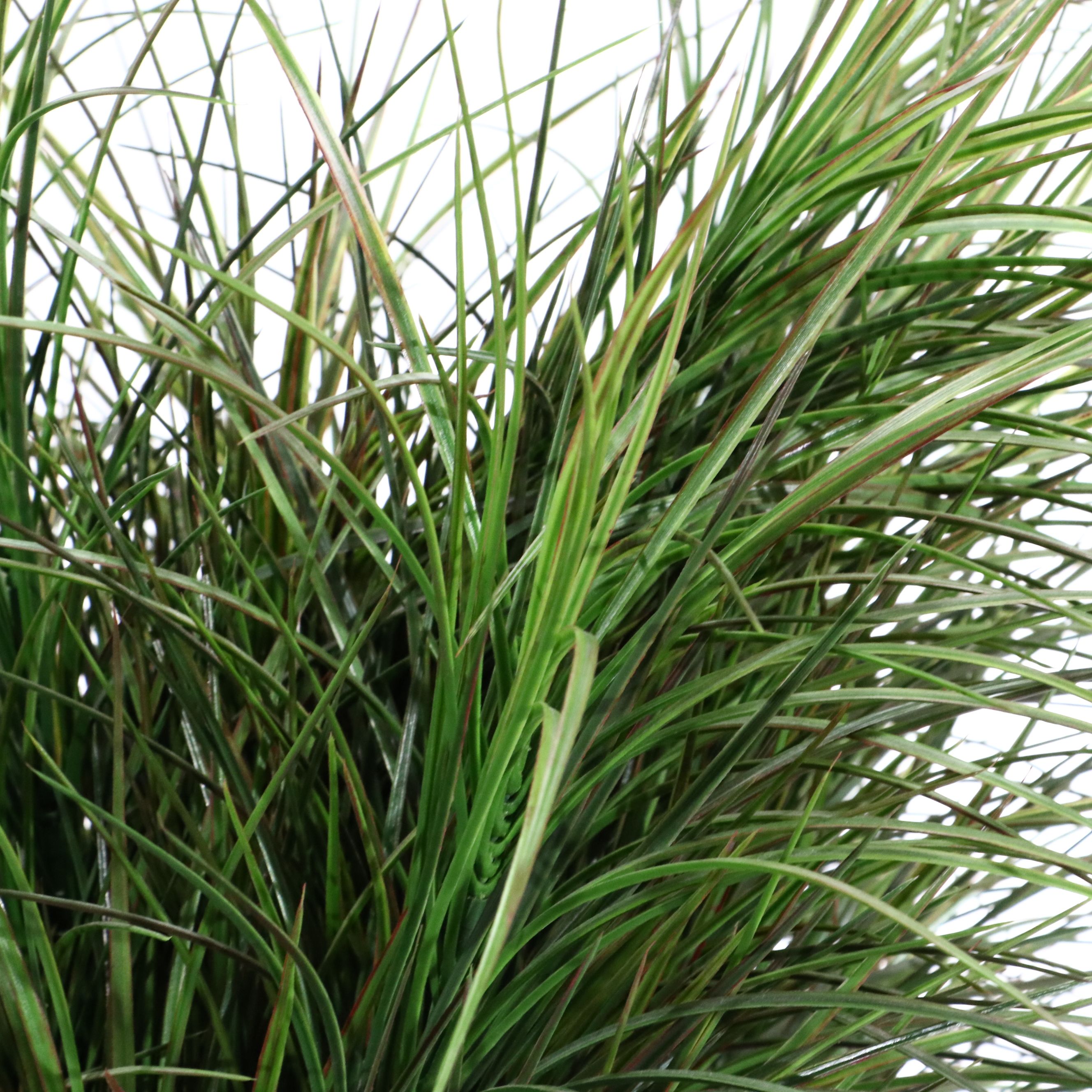 Artificial Grass in Ashland Metal Planter with Large Wooden Gourd Vase