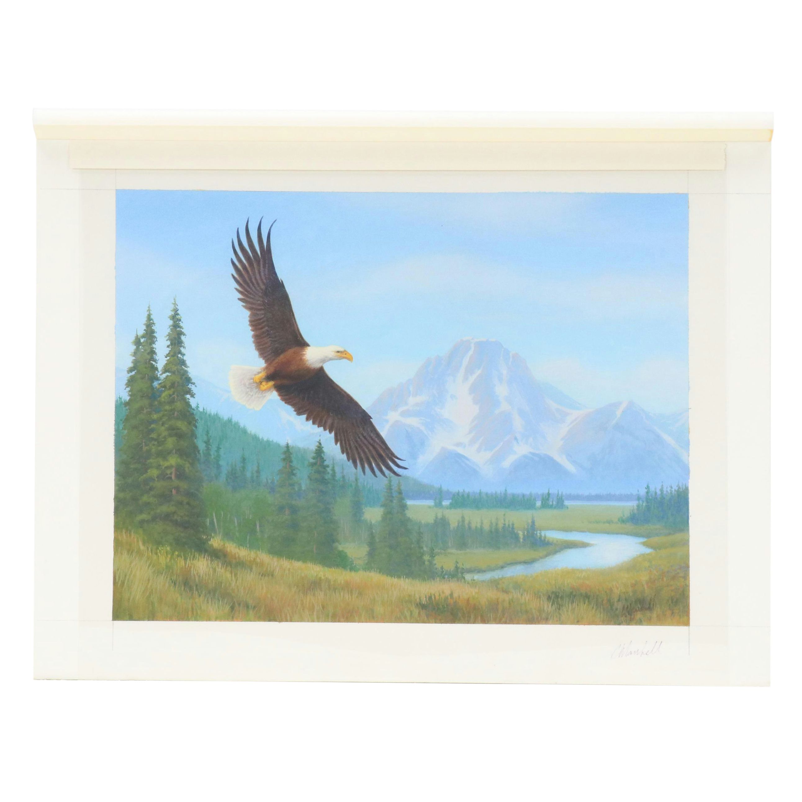 Chuck Marshall Gouache Illustration of Soaring Bald Eagle