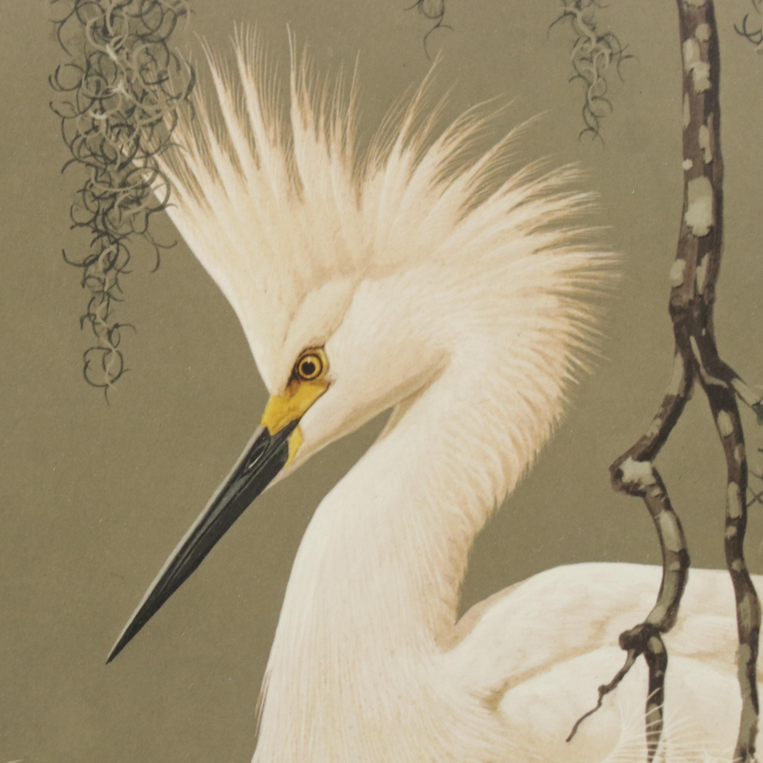 Guy Coheleach Offset Lithograph "Snowy Egret"