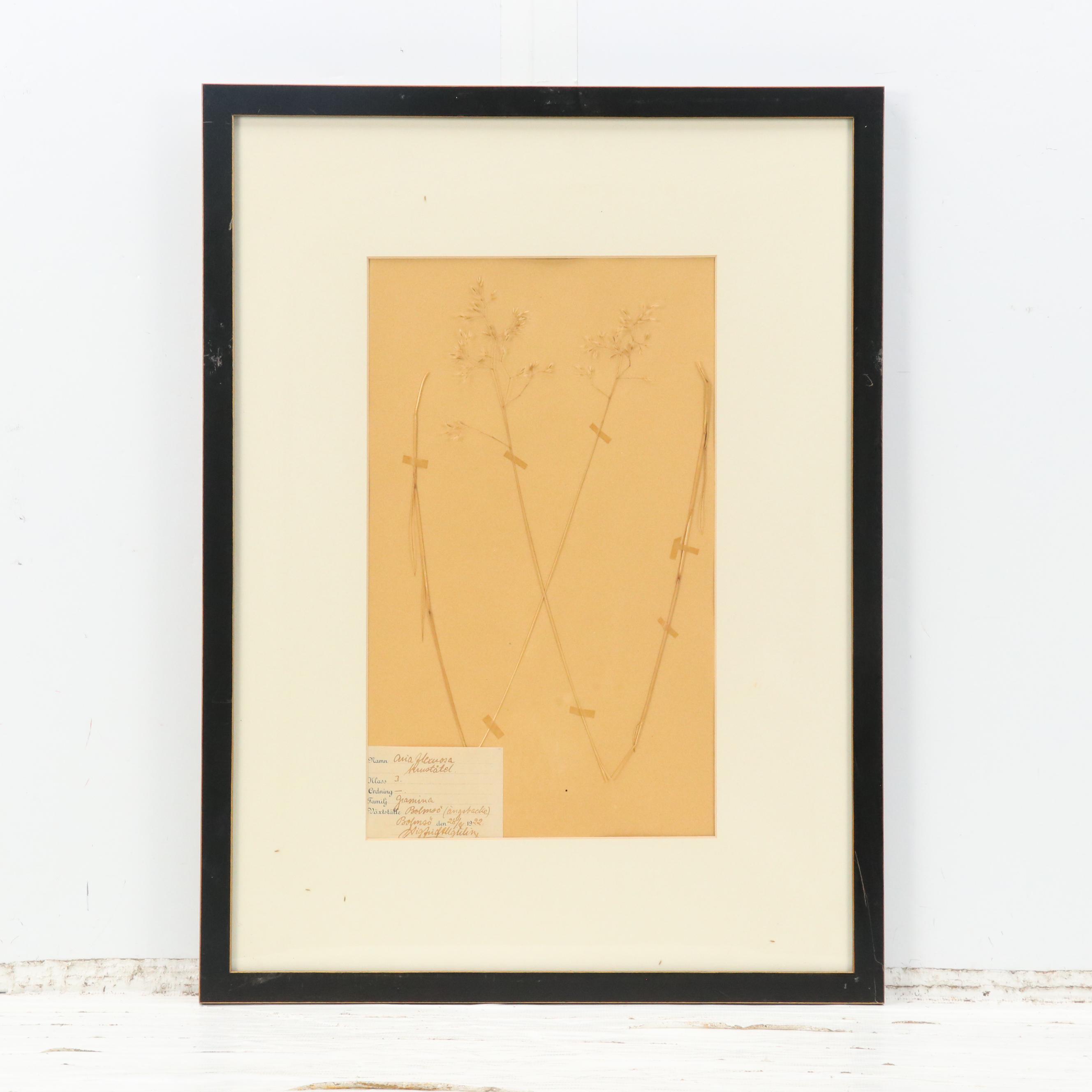 German Herbarium Specimens of Mountain Ash and More, 1920s and 1953