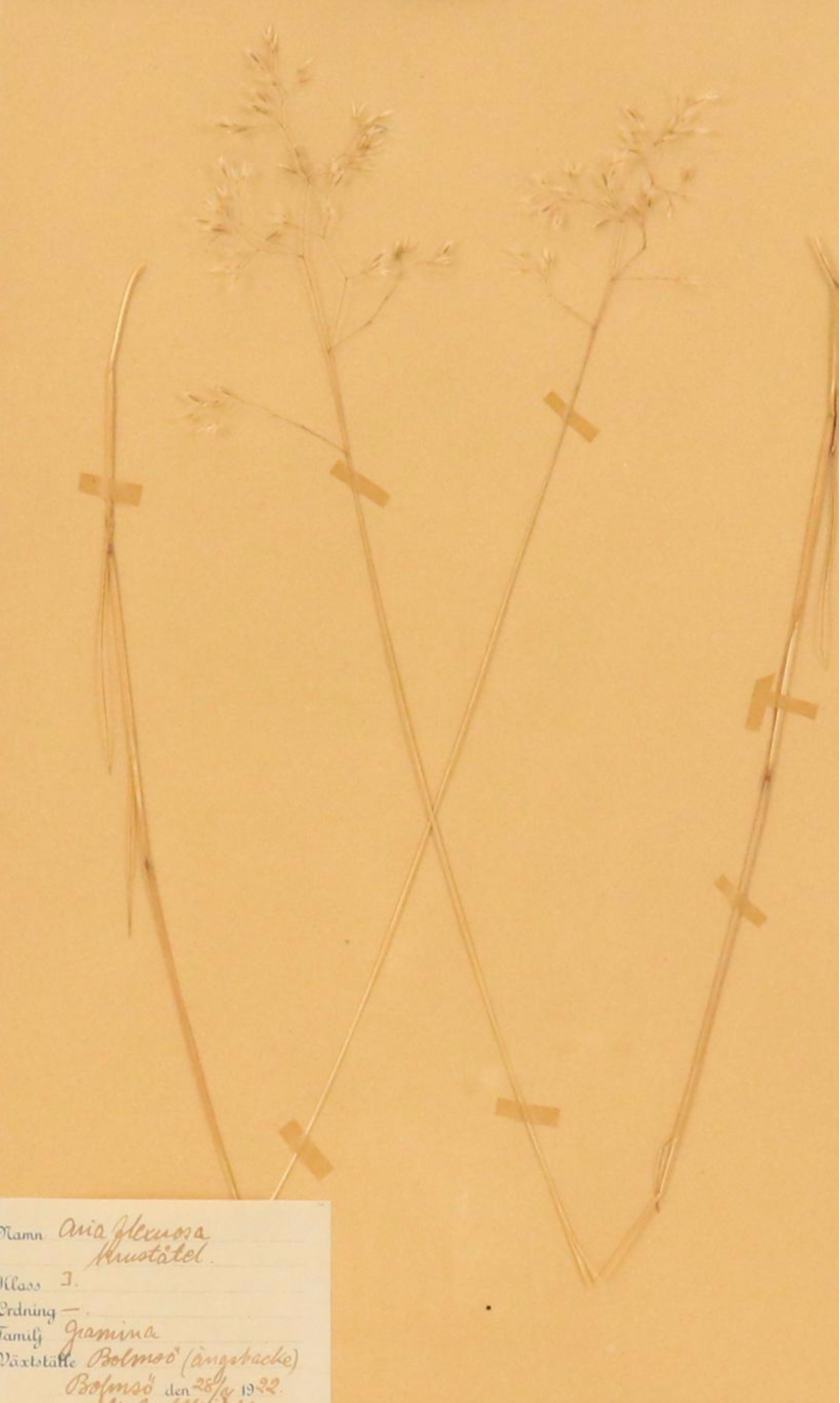 German Herbarium Specimens of Mountain Ash and More, 1920s and 1953