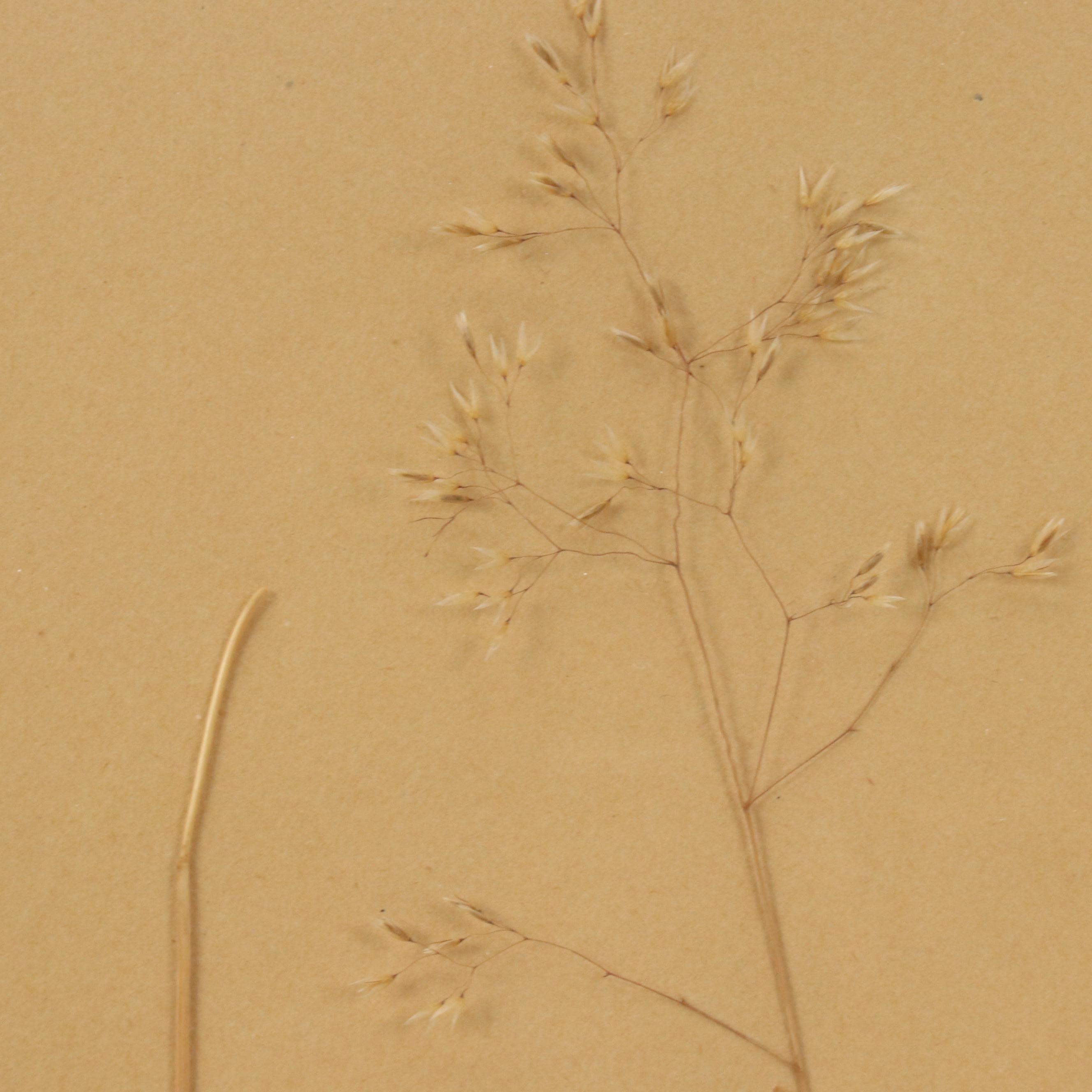 German Herbarium Specimens of Mountain Ash and More, 1920s and 1953